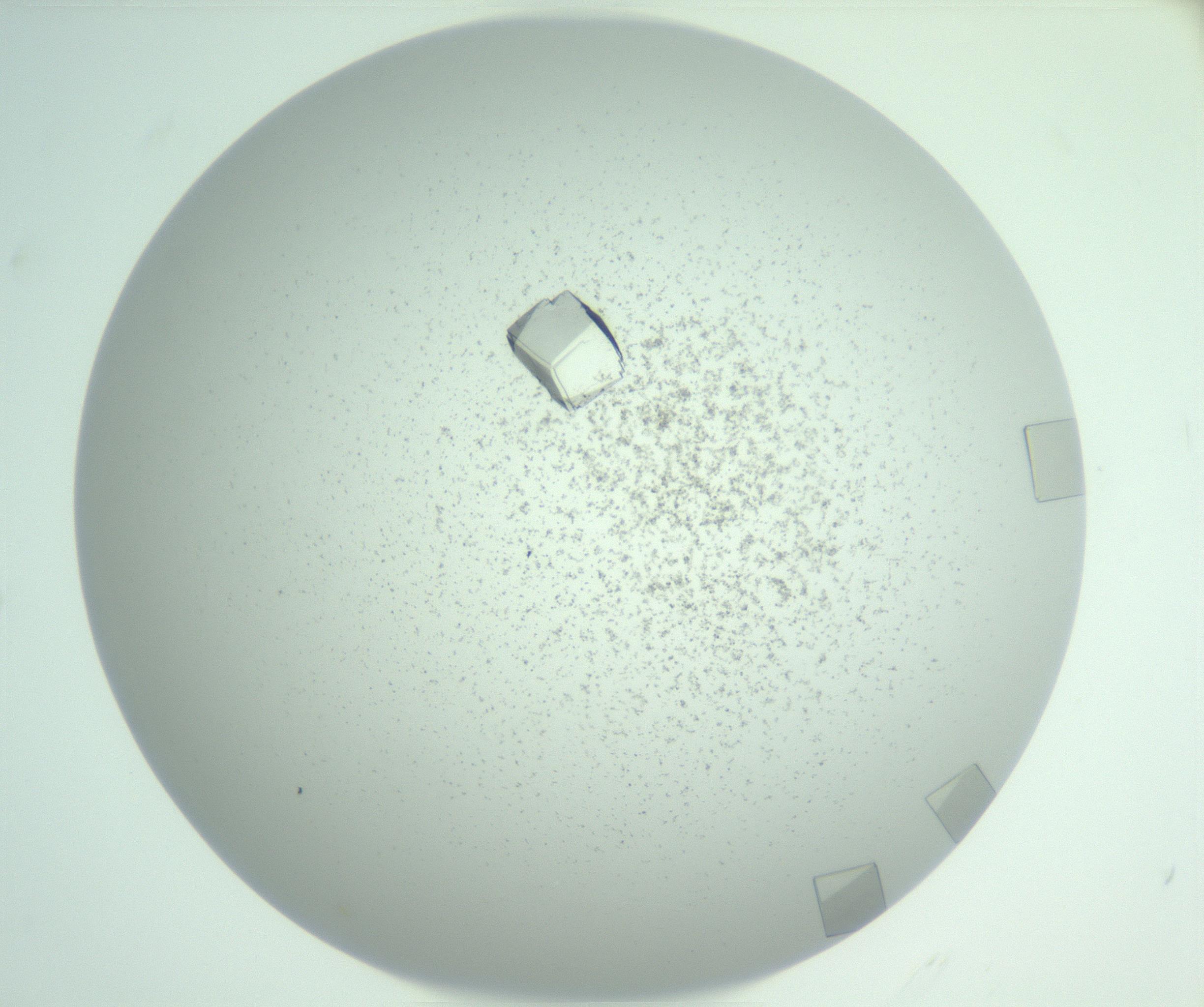 RI01_03_000_0212_Proj1_Clon1_MC_0000MC103029_003_161125_11_08_01_00_99_002_001_RAI.jpg