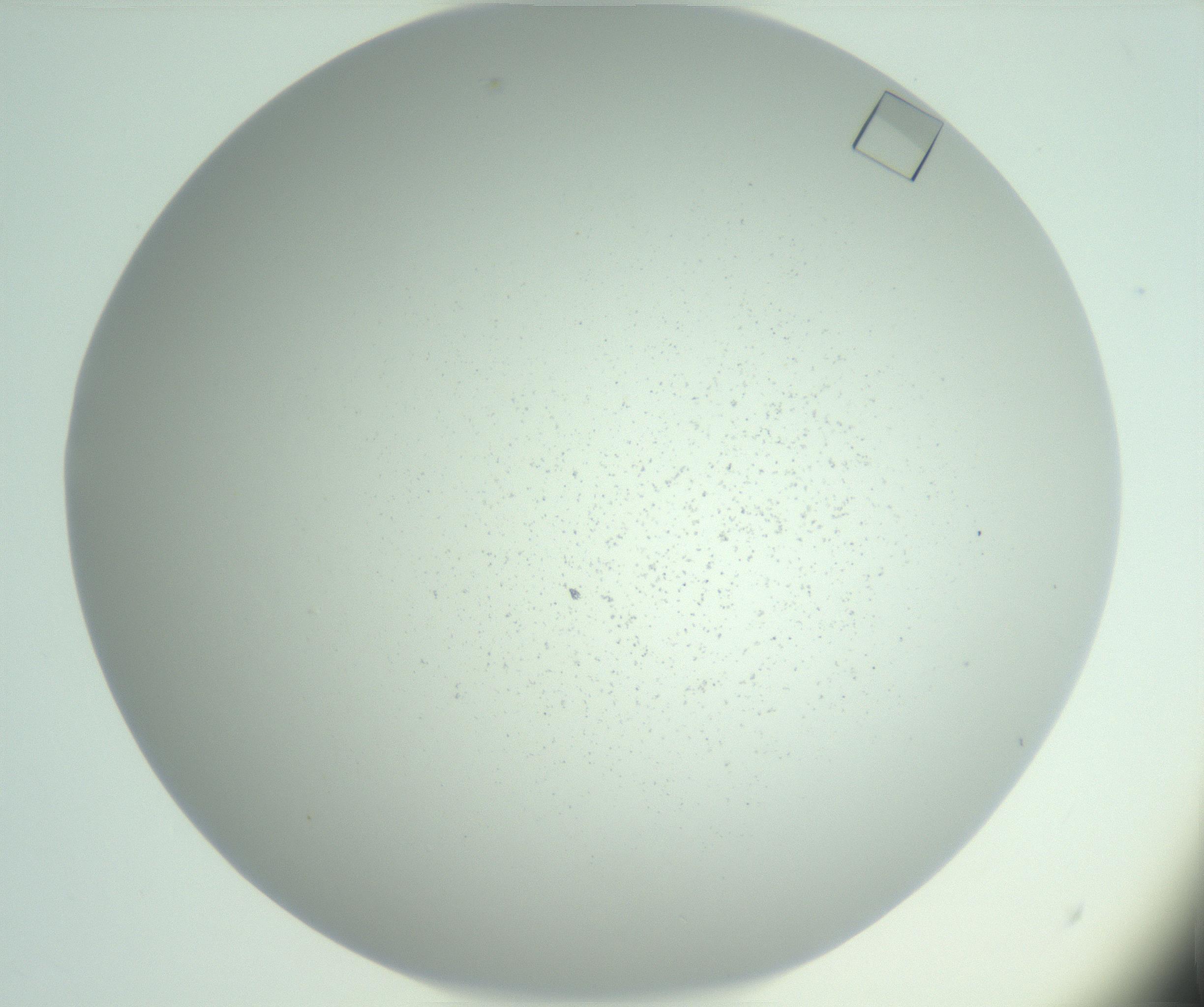 RI01_03_000_0212_Proj1_Clon1_MC_0000MC103029_003_161125_12_02_02_00_99_002_001_RAI.jpg