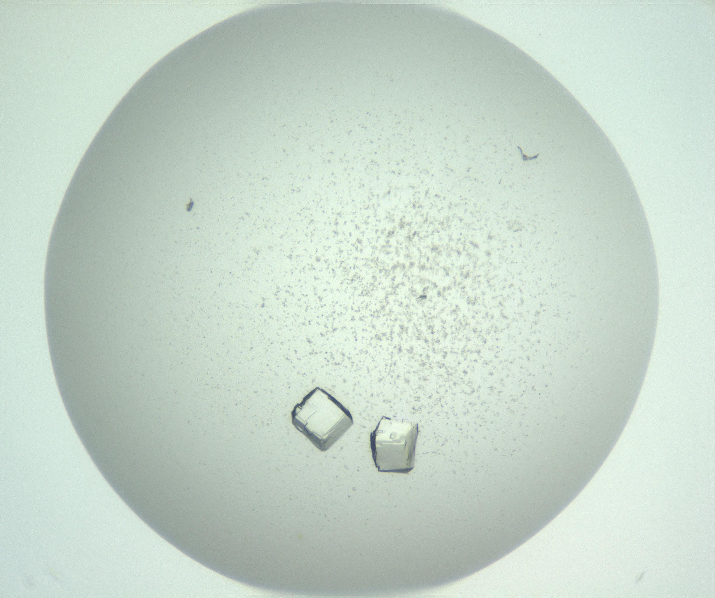 RI01_03_000_0212_Proj1_Clon1_MC_0000MC103029_004_161127_12_08_01_00_99_002_001_RAI.jpg