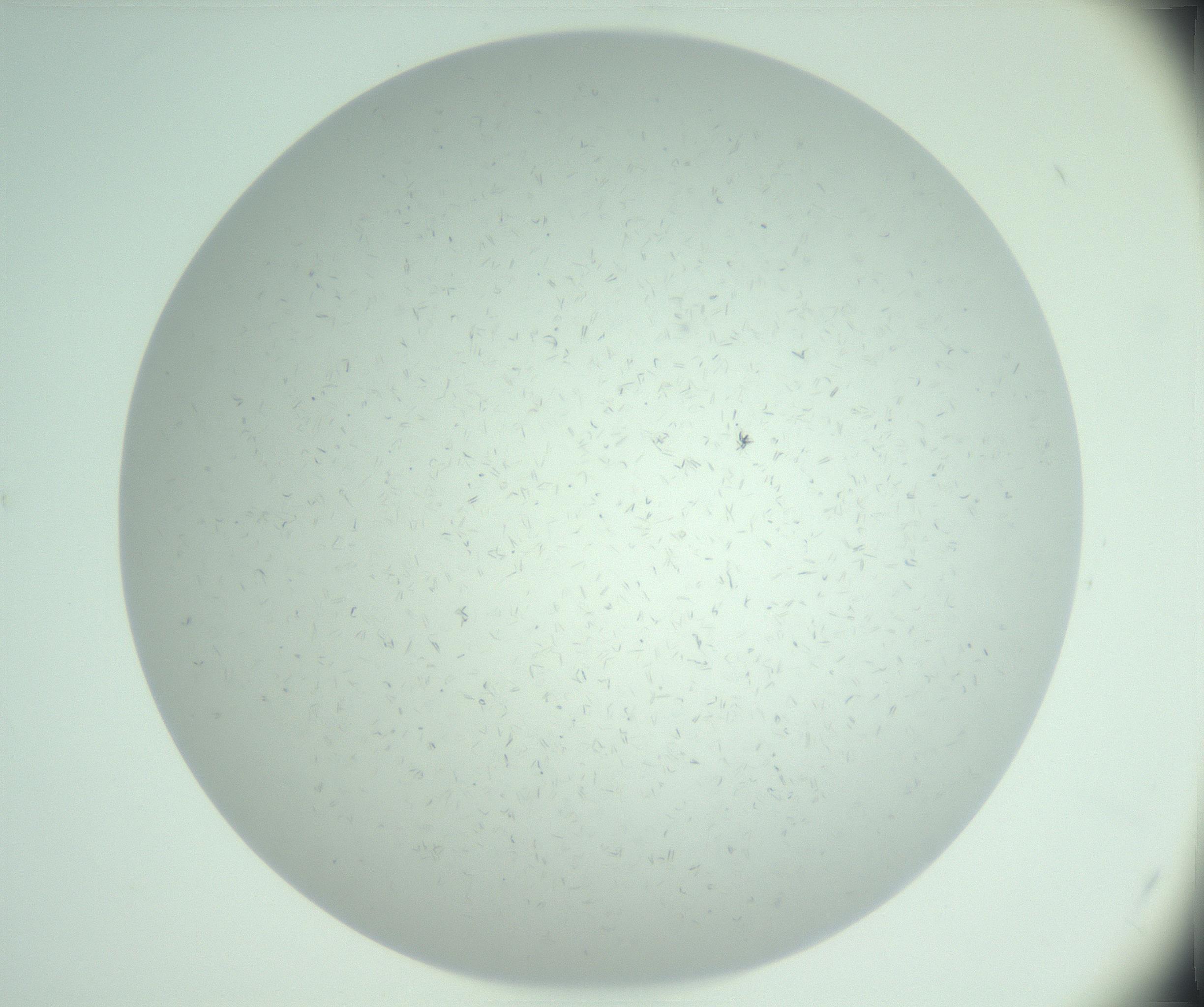 RI01_03_000_0212_Proj1_Clon1_MC_0000MC103030_003_161125_03_05_01_00_99_002_001_RAI.jpg