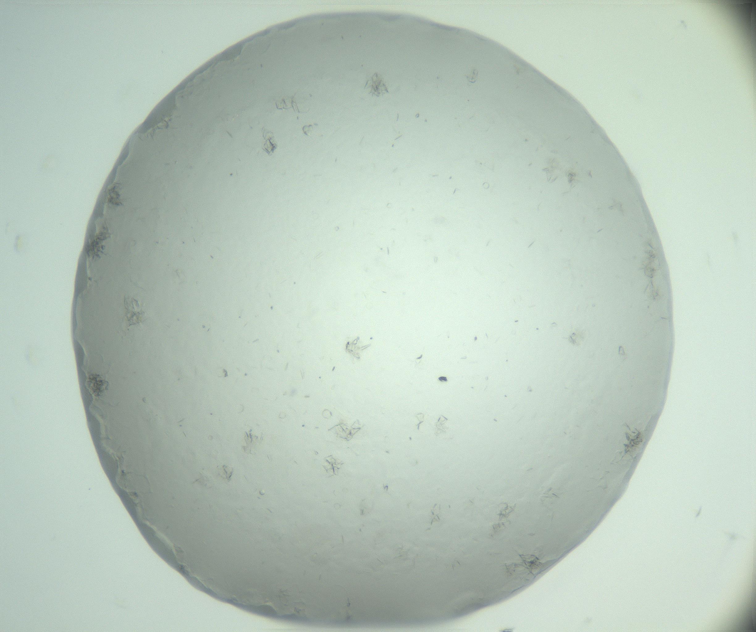 RI01_03_000_0212_Proj1_Clon1_MC_0000MC103030_003_161125_11_08_01_00_99_002_001_RAI.jpg