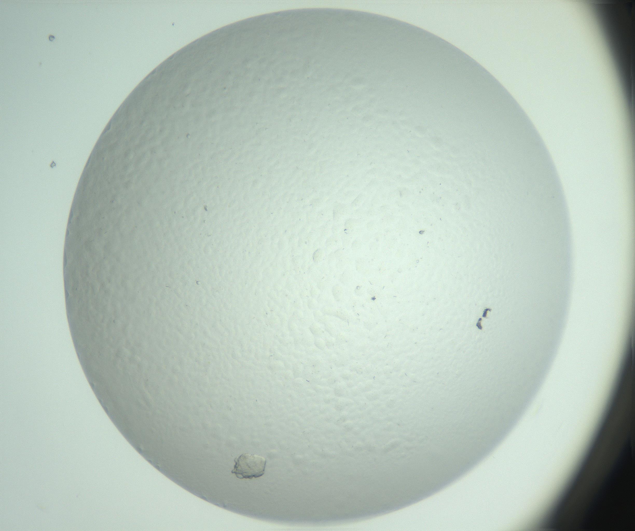 RI01_03_000_0212_Proj1_Clon1_MC_0000MC103030_004_161127_05_04_01_00_99_002_001_RAI.jpg