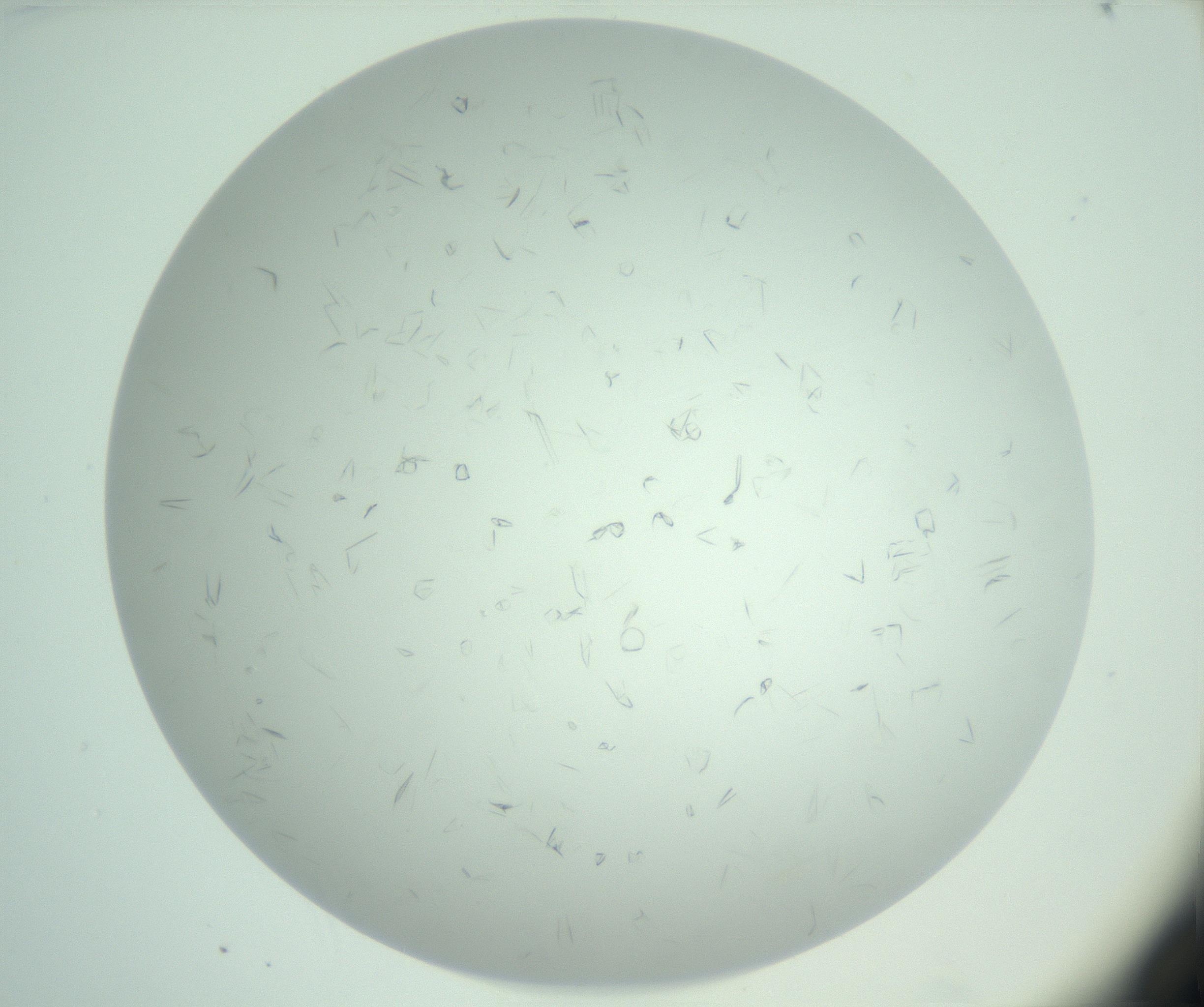 RI01_03_000_0212_Proj1_Clon1_MC_0000MC103031_004_161127_01_02_01_00_99_002_001_RAI.jpg