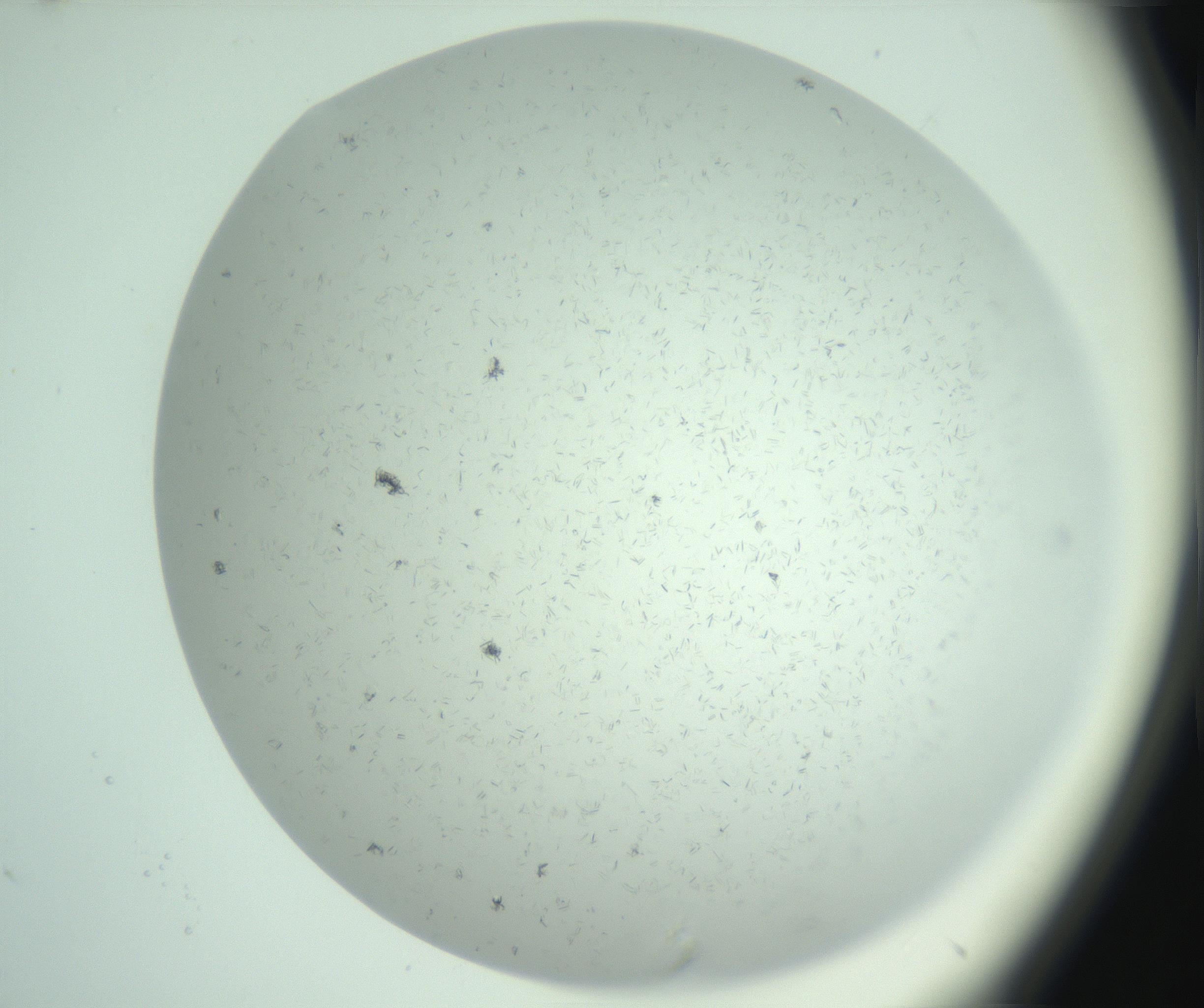 RI01_03_000_0212_Proj1_Clon1_MC_0000MC103031_004_161127_01_05_01_00_99_002_001_RAI.jpg