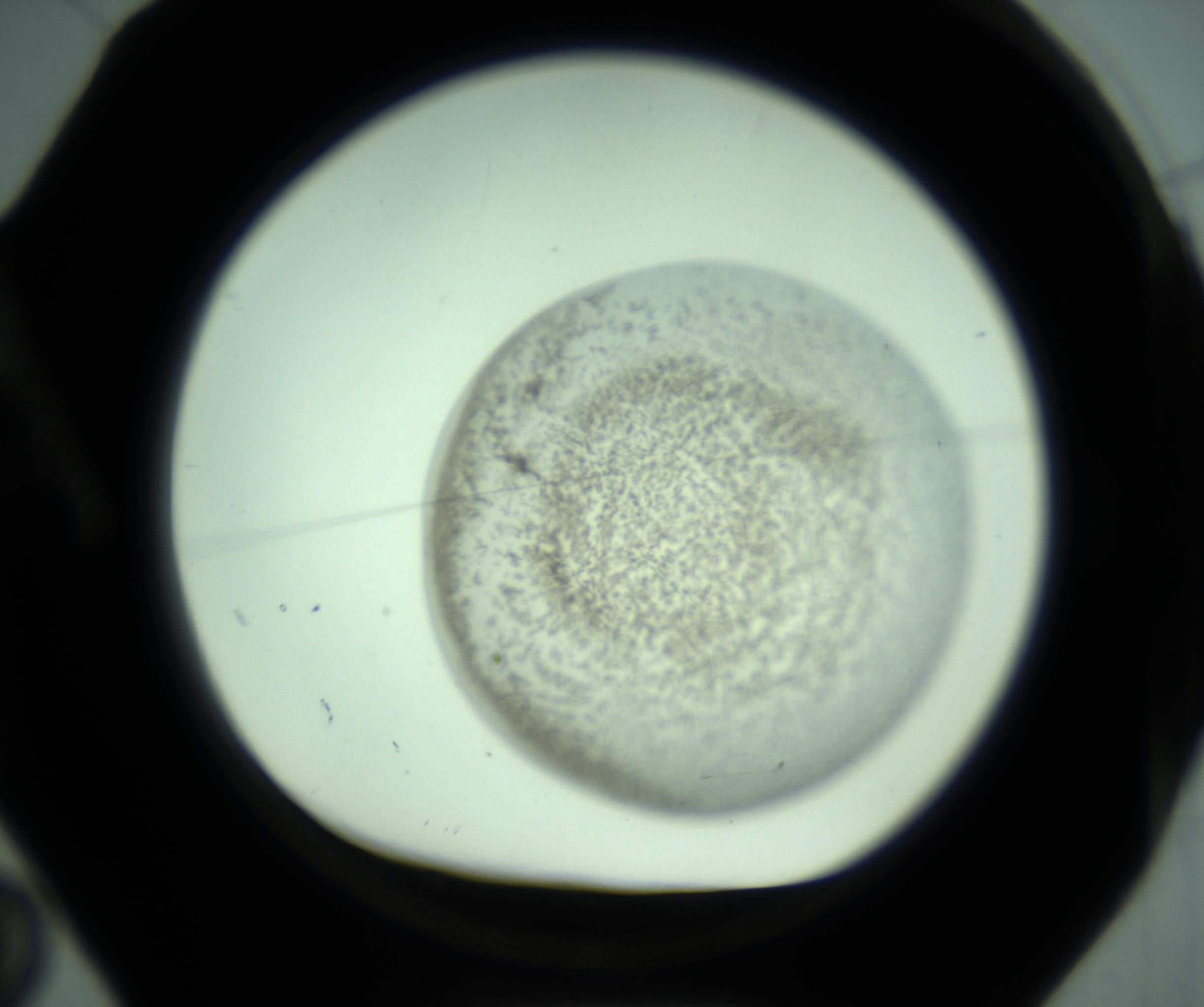RI01_03_000_0212_Proj1_Clon1_MC_0000MC103031_004_161127_02_01_01_00_98_002_001_RAI.jpg