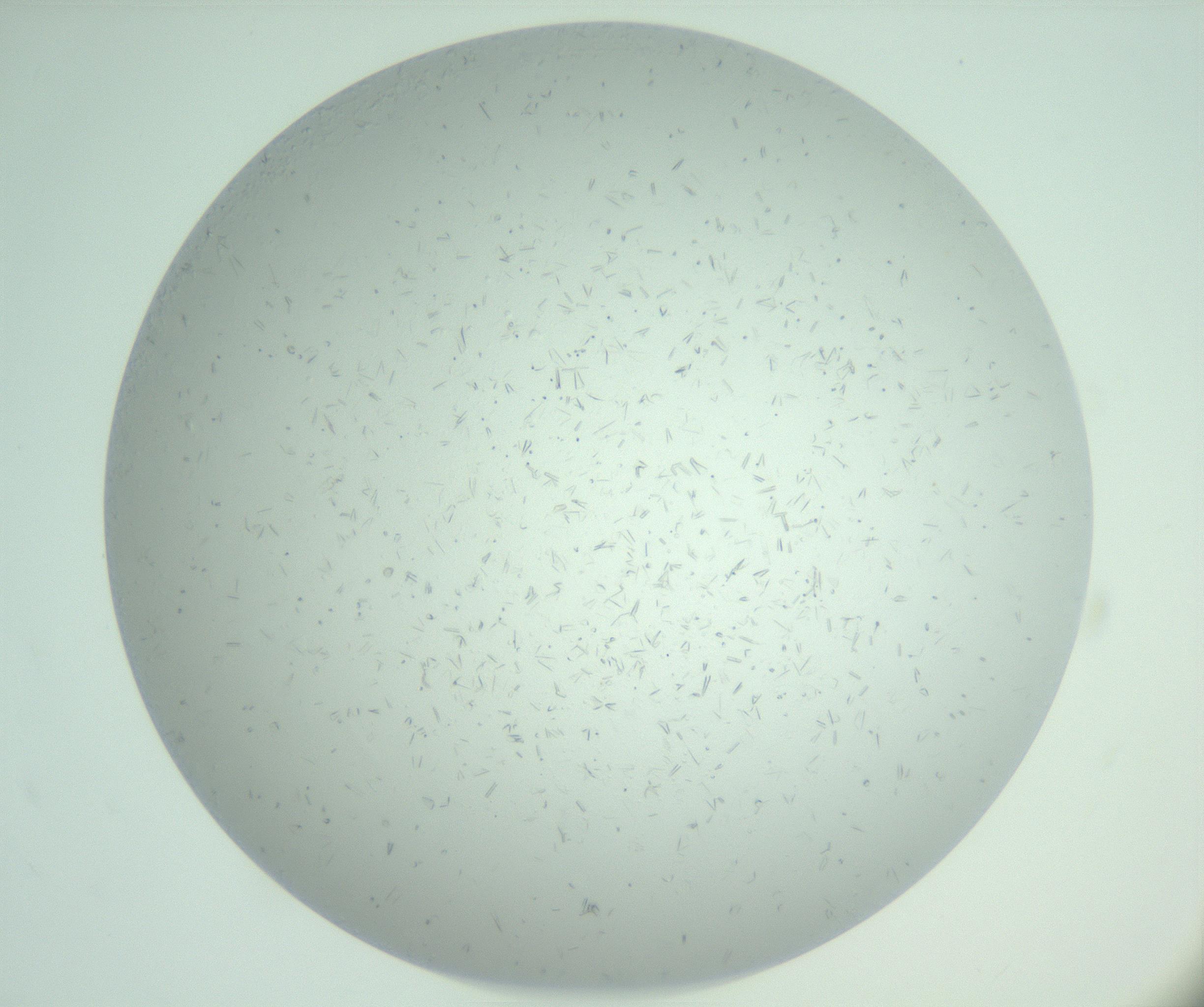 RI01_03_000_0212_Proj1_Clon1_MC_0000MC103031_004_161127_02_07_01_00_99_002_001_RAI.jpg