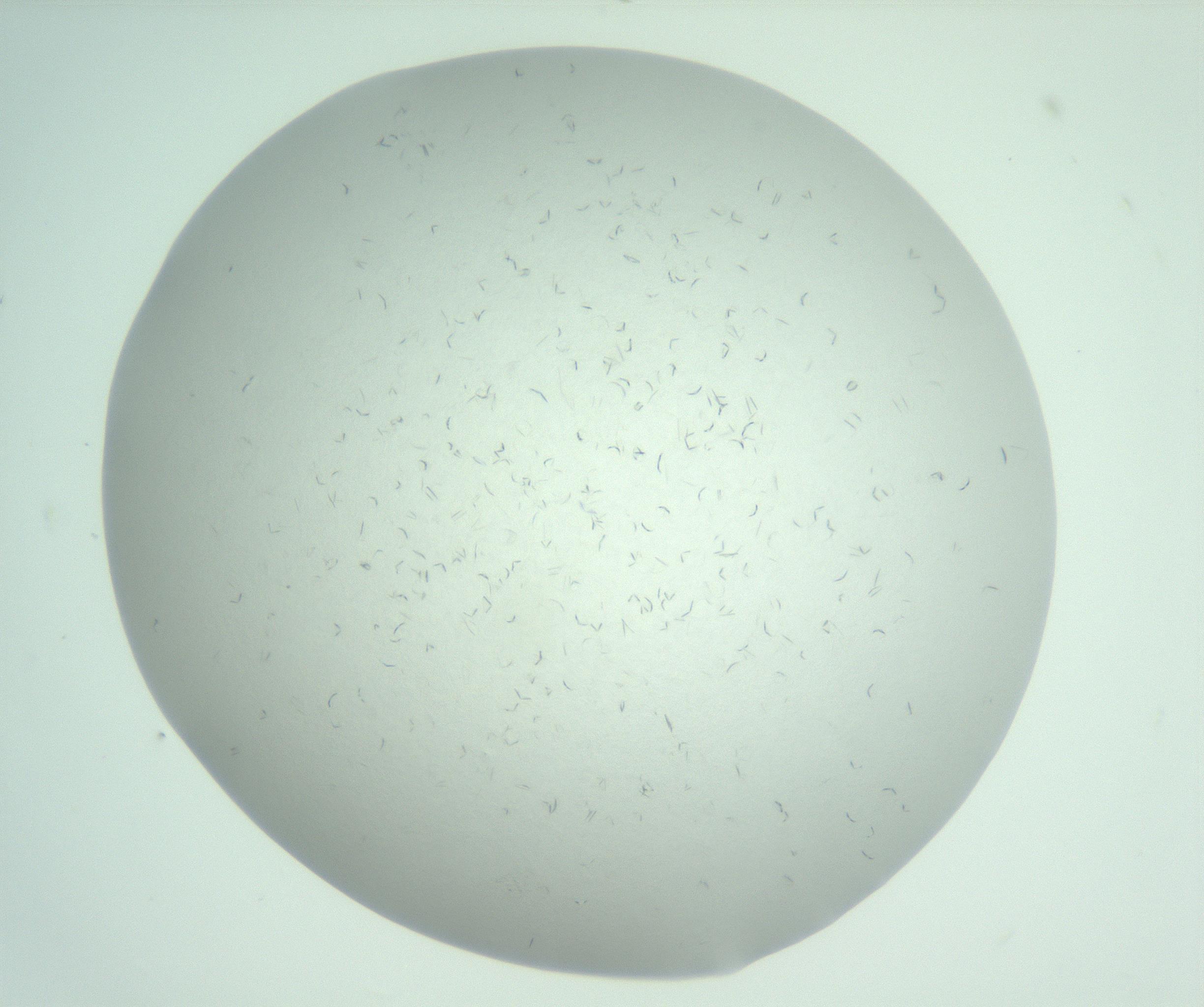 RI01_03_000_0212_Proj1_Clon1_MC_0000MC103031_004_161127_05_02_01_00_99_002_001_RAI.jpg