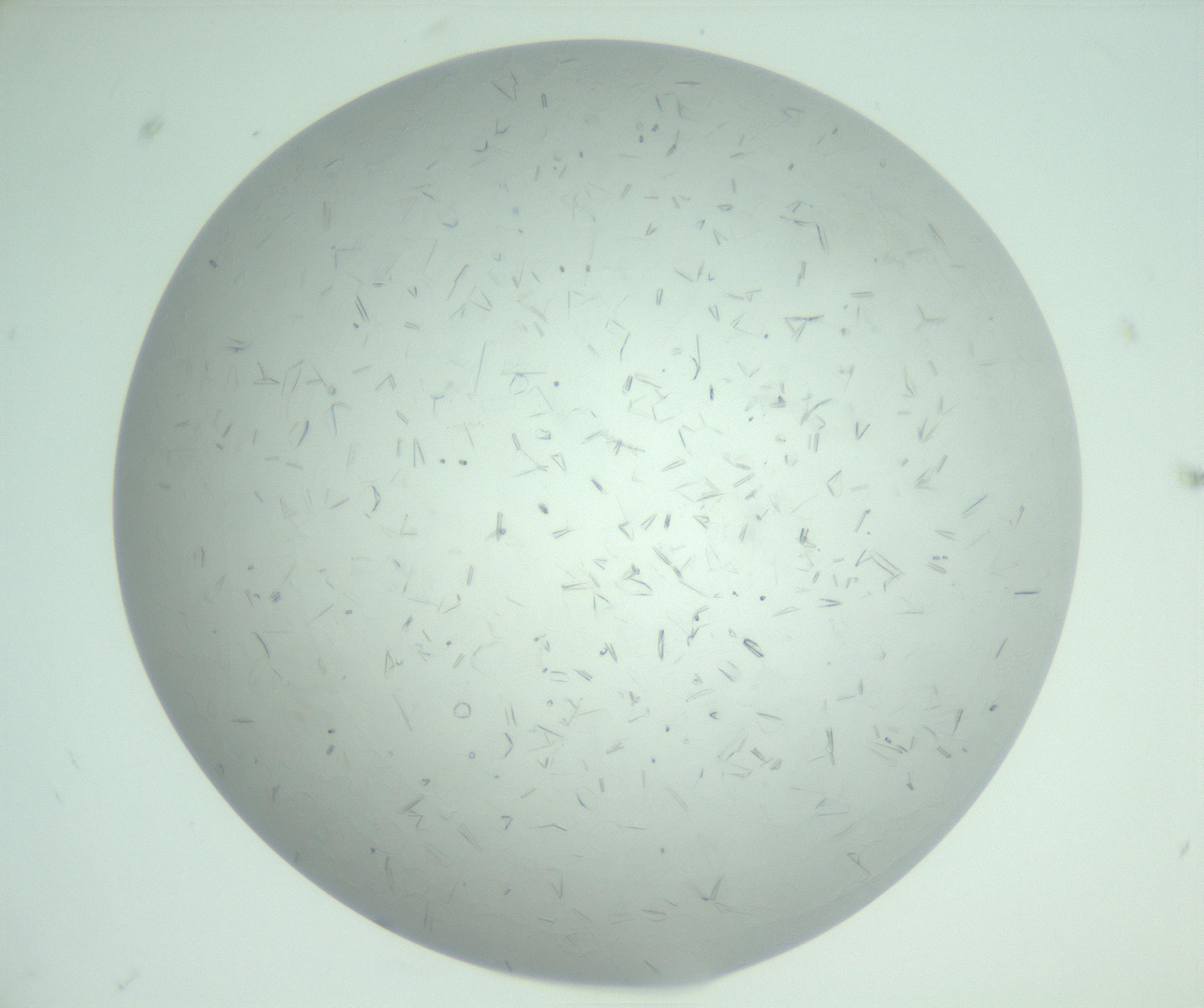 RI01_03_000_0212_Proj1_Clon1_MC_0000MC103031_004_161127_05_06_01_00_99_002_001_RAI.jpg