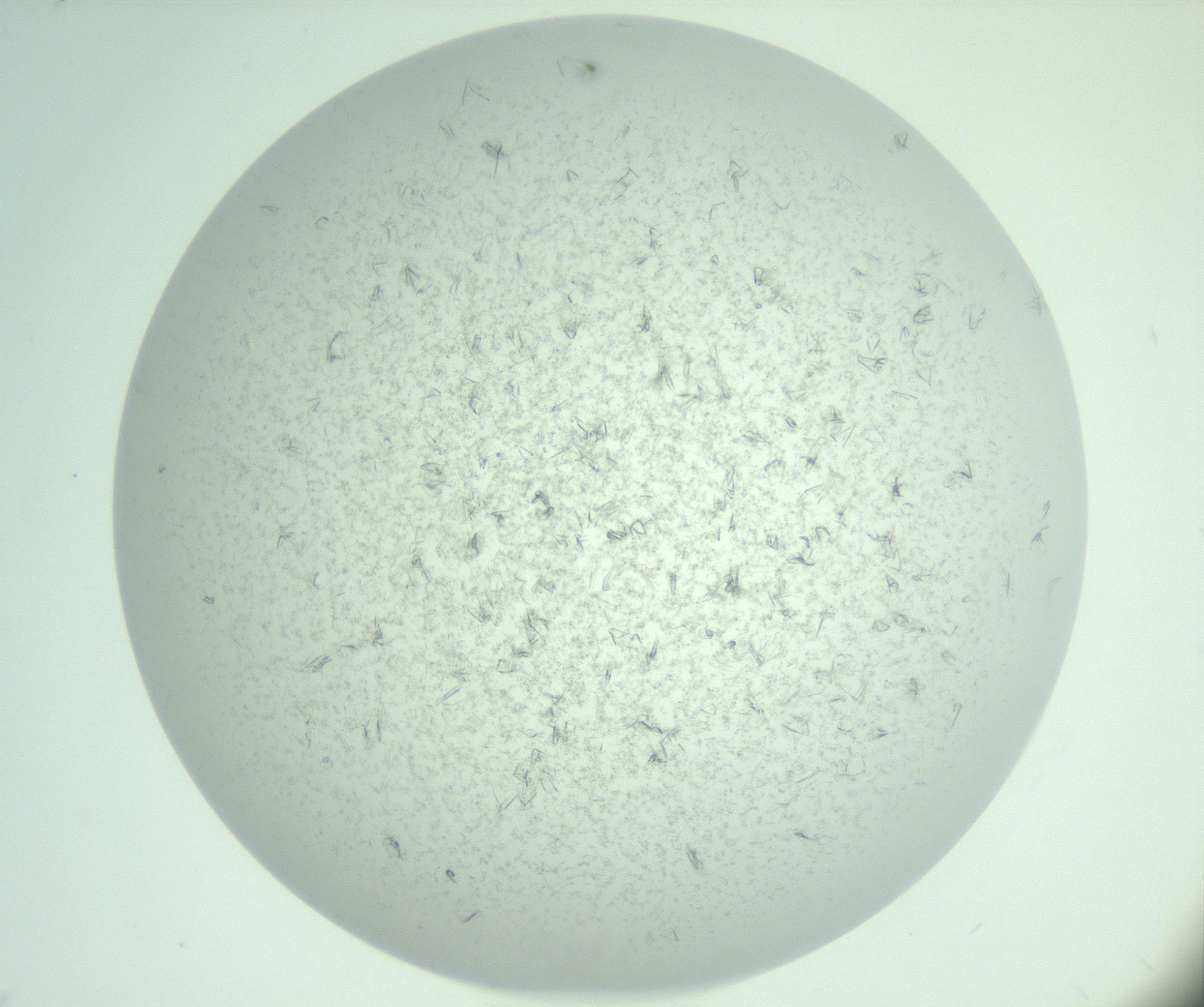 RI01_03_000_0212_Proj1_Clon1_MC_0000MC103031_004_161127_09_03_01_00_99_002_001_RAI.jpg