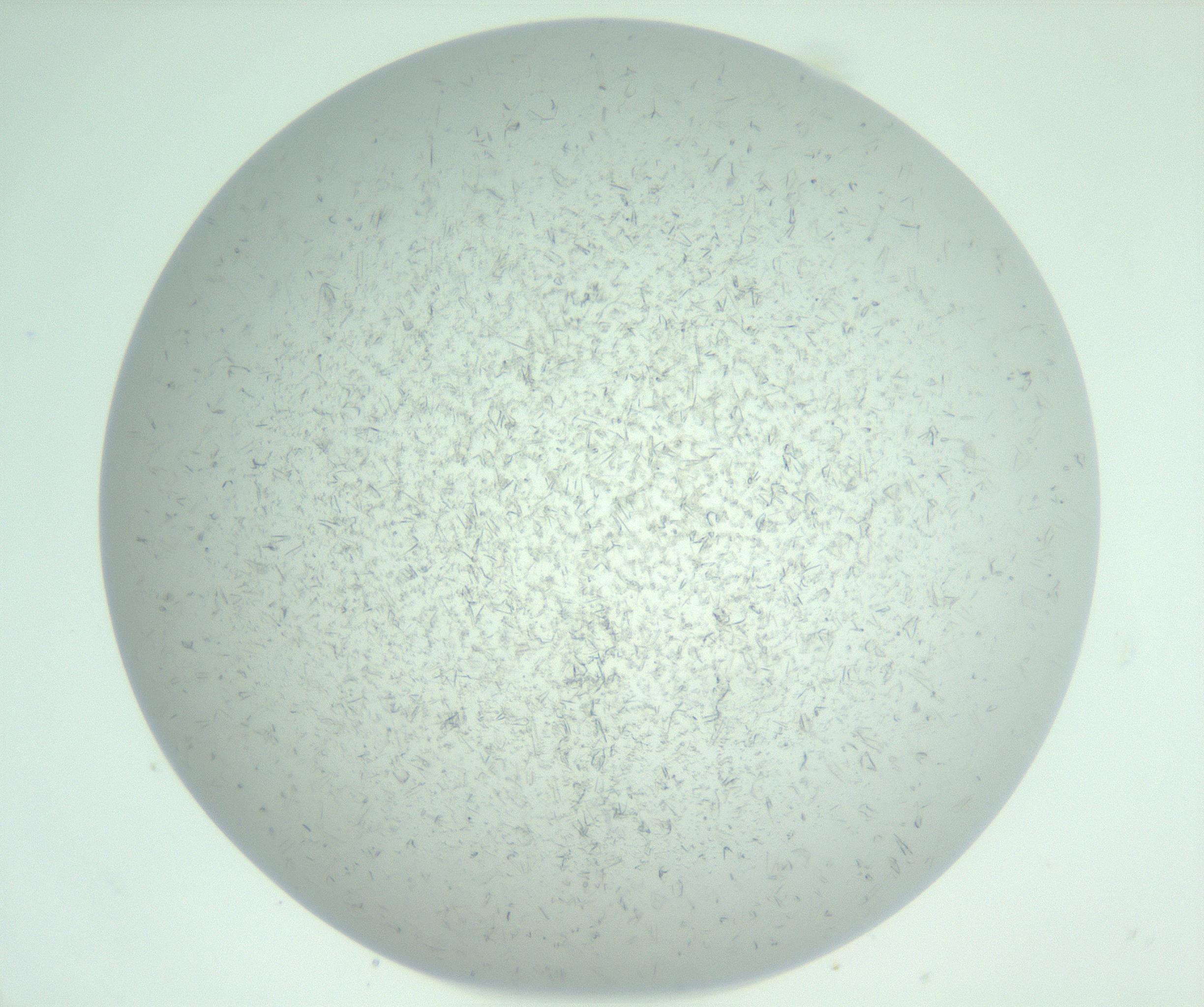 RI01_03_000_0212_Proj1_Clon1_MC_0000MC103031_004_161127_09_04_01_00_99_002_001_RAI.jpg