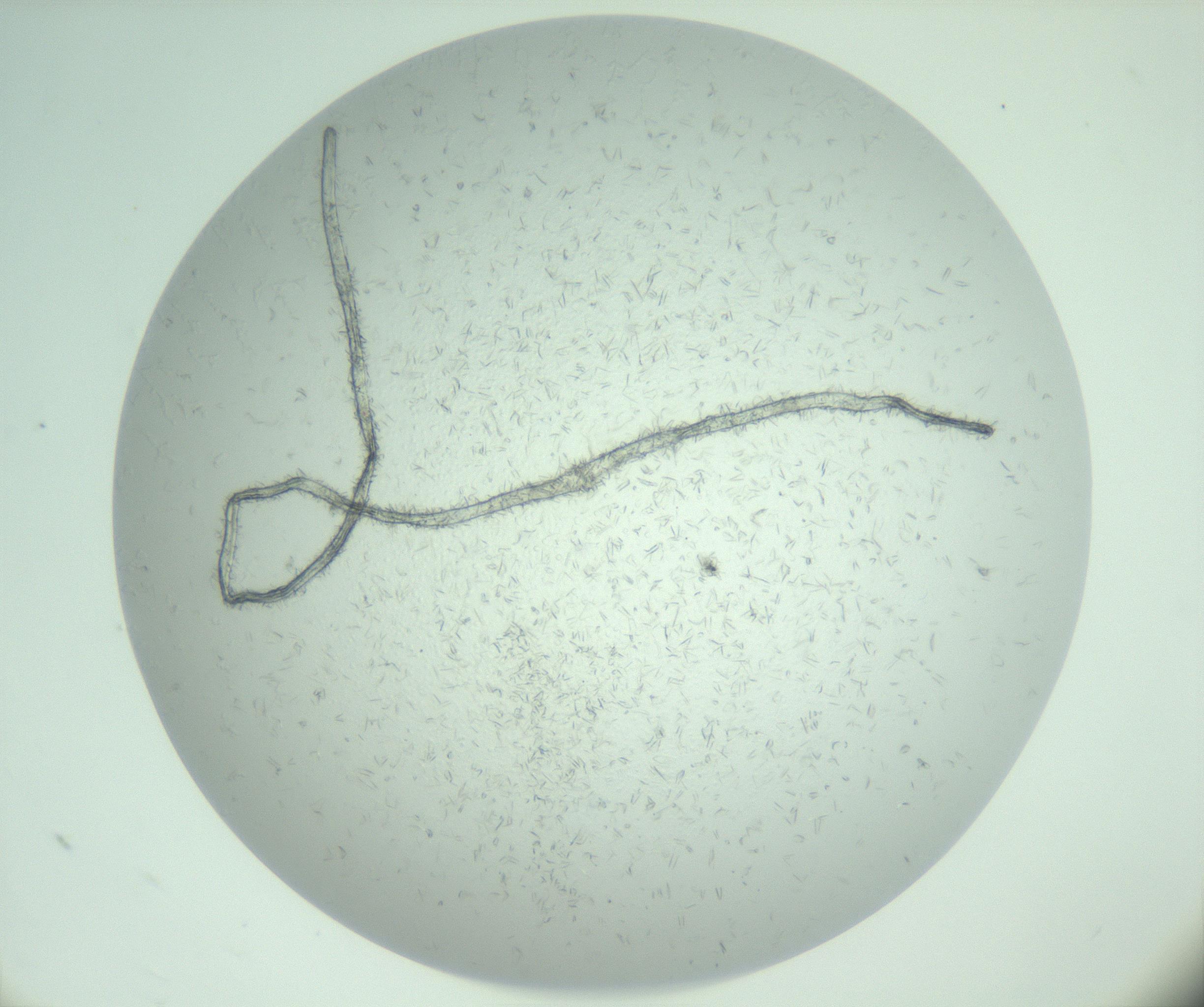 RI01_03_000_0212_Proj1_Clon1_MC_0000MC103031_004_161127_10_04_01_00_99_002_001_RAI.jpg