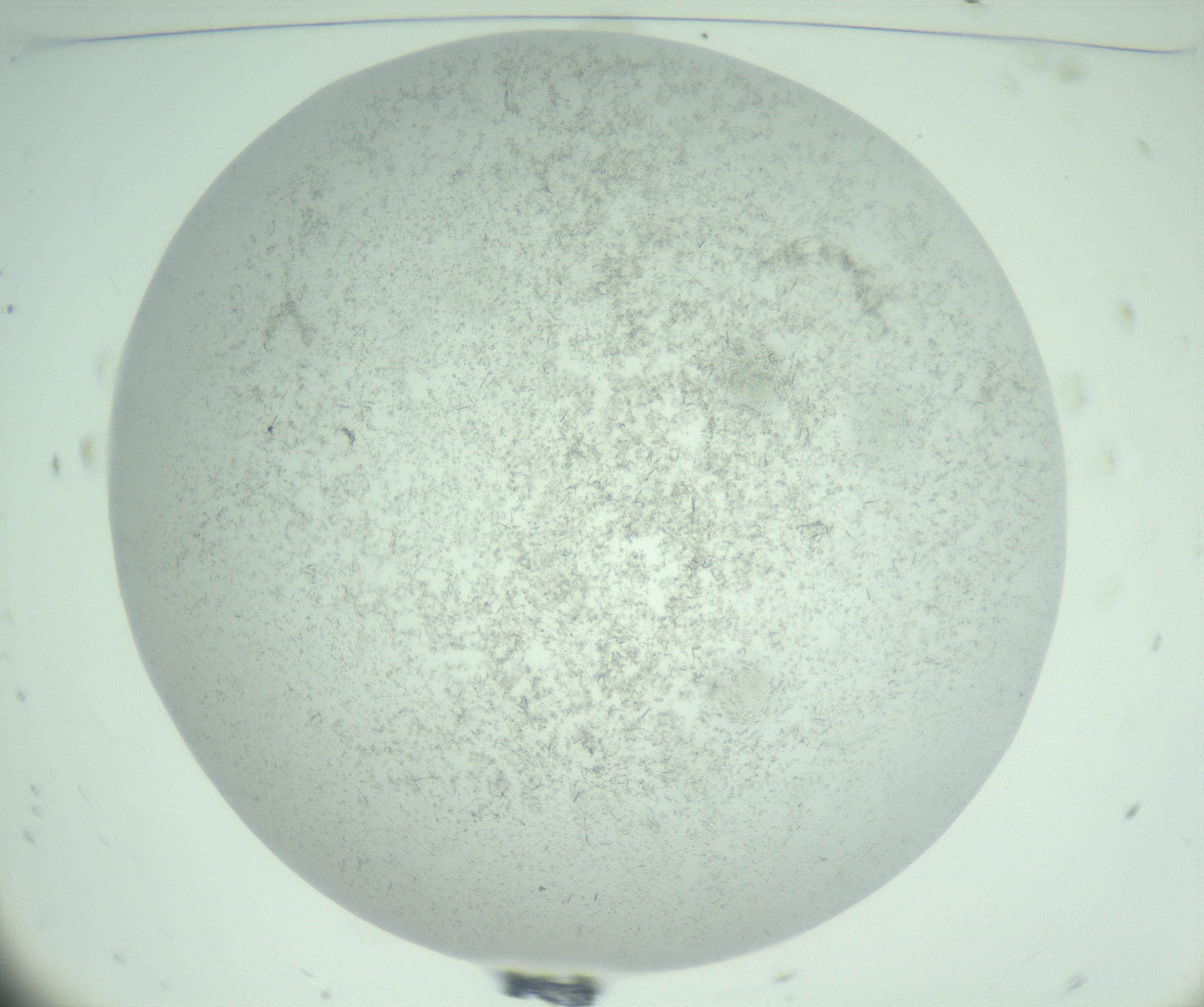 RI01_03_000_0212_Proj1_Clon1_MC_0000MC103031_004_161127_11_01_01_00_99_002_001_RAI.jpg