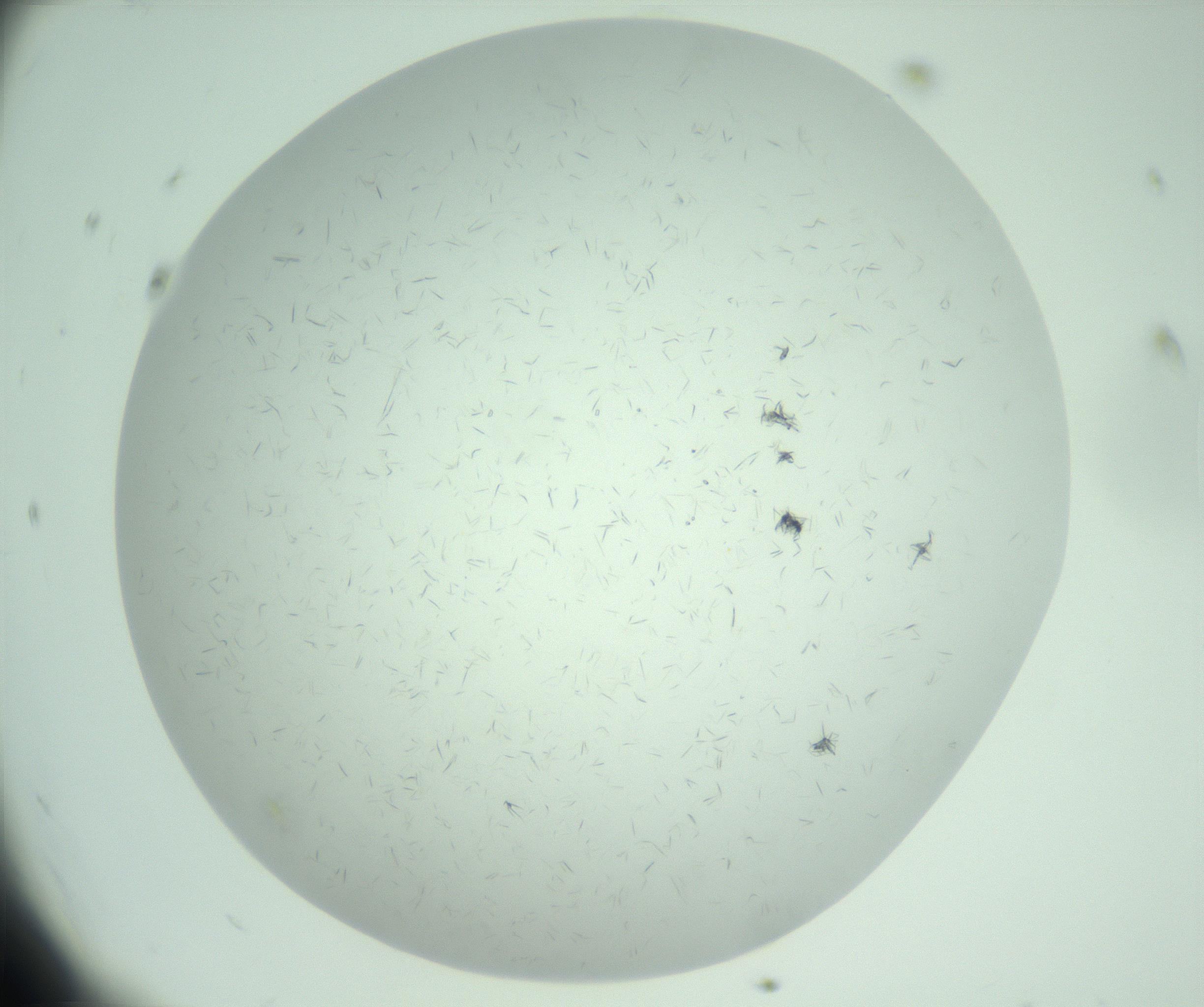 RI01_03_000_0212_Proj1_Clon1_MC_0000MC103031_004_161127_12_01_01_00_99_002_001_RAI.jpg