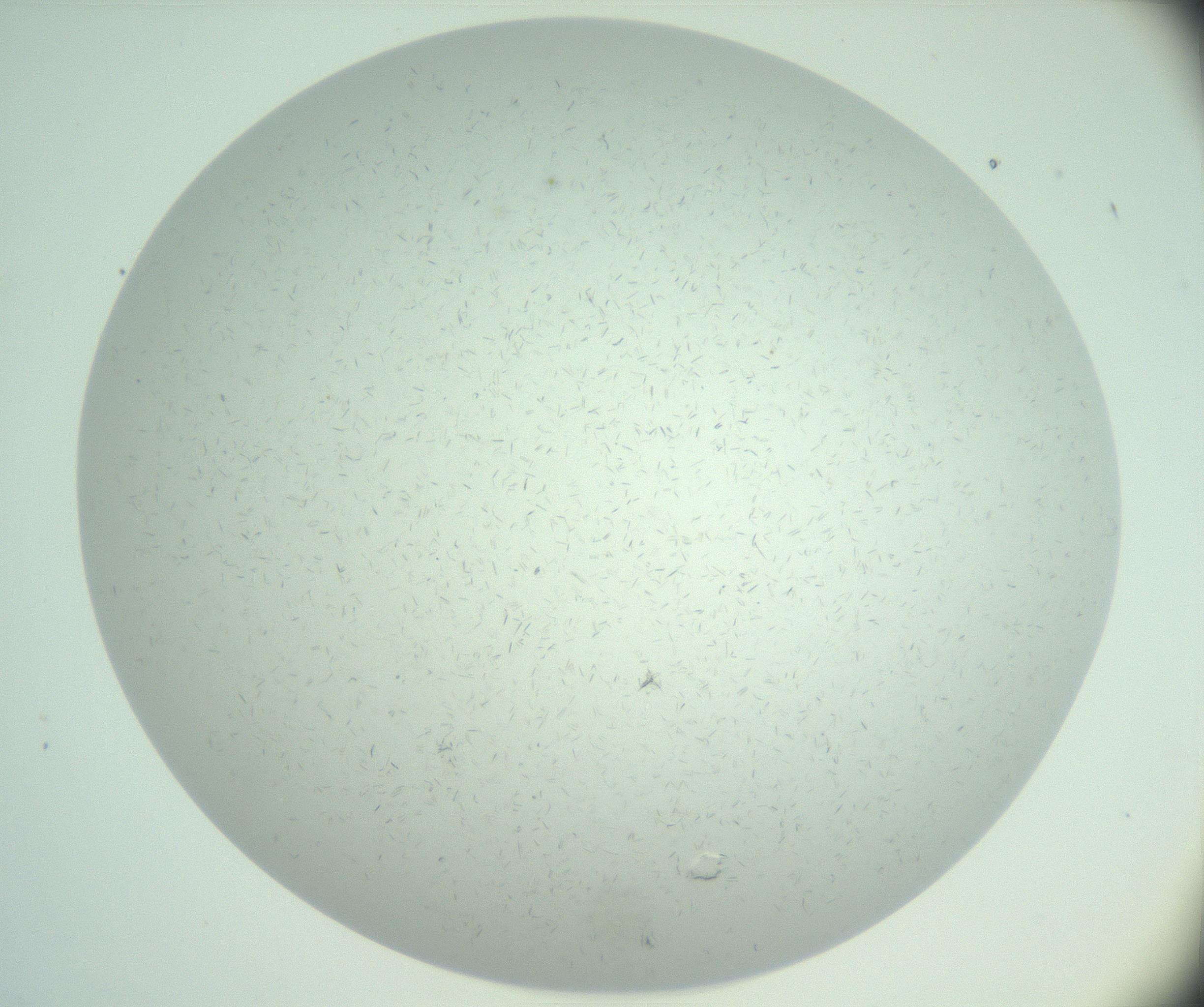 RI01_03_000_0212_Proj1_Clon1_MC_0000MC103031_004_161127_12_04_01_00_99_002_001_RAI.jpg