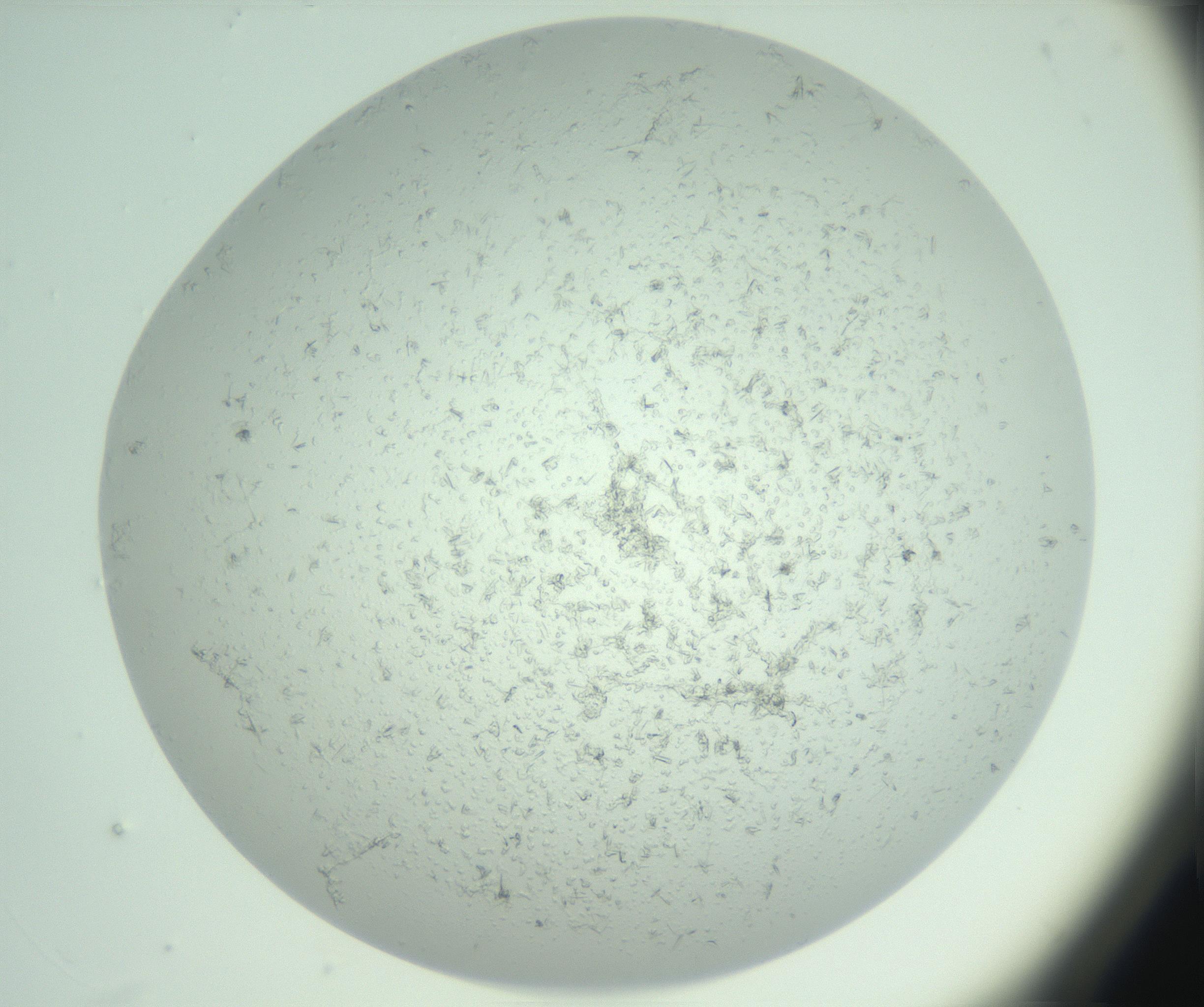 RI01_03_000_0212_Proj1_Clon1_MC_0000MC103031_004_161127_12_05_01_00_99_002_001_RAI.jpg