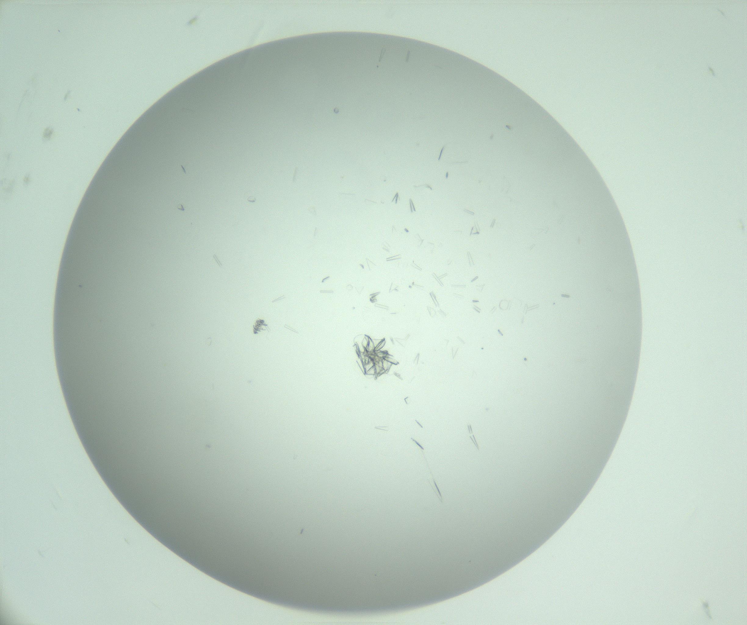 RI01_03_000_0212_Proj1_Clon1_MC_0000MC103031_006_161202_05_01_01_00_99_002_001_RAI.jpg