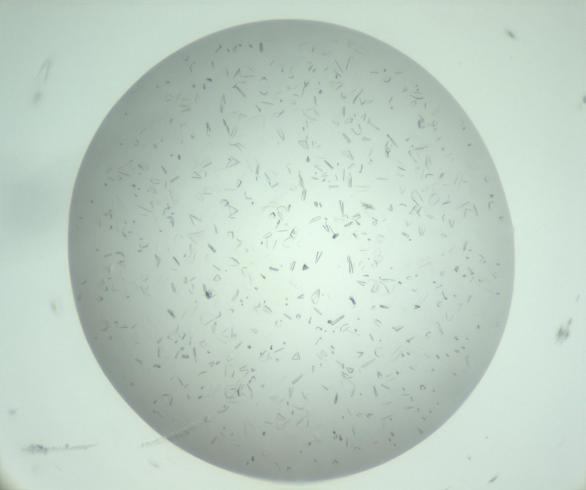 RI01_03_000_0212_Proj1_Clon1_MC_0000MC103031_006_161202_11_06_01_00_99_002_001_RAI.jpg