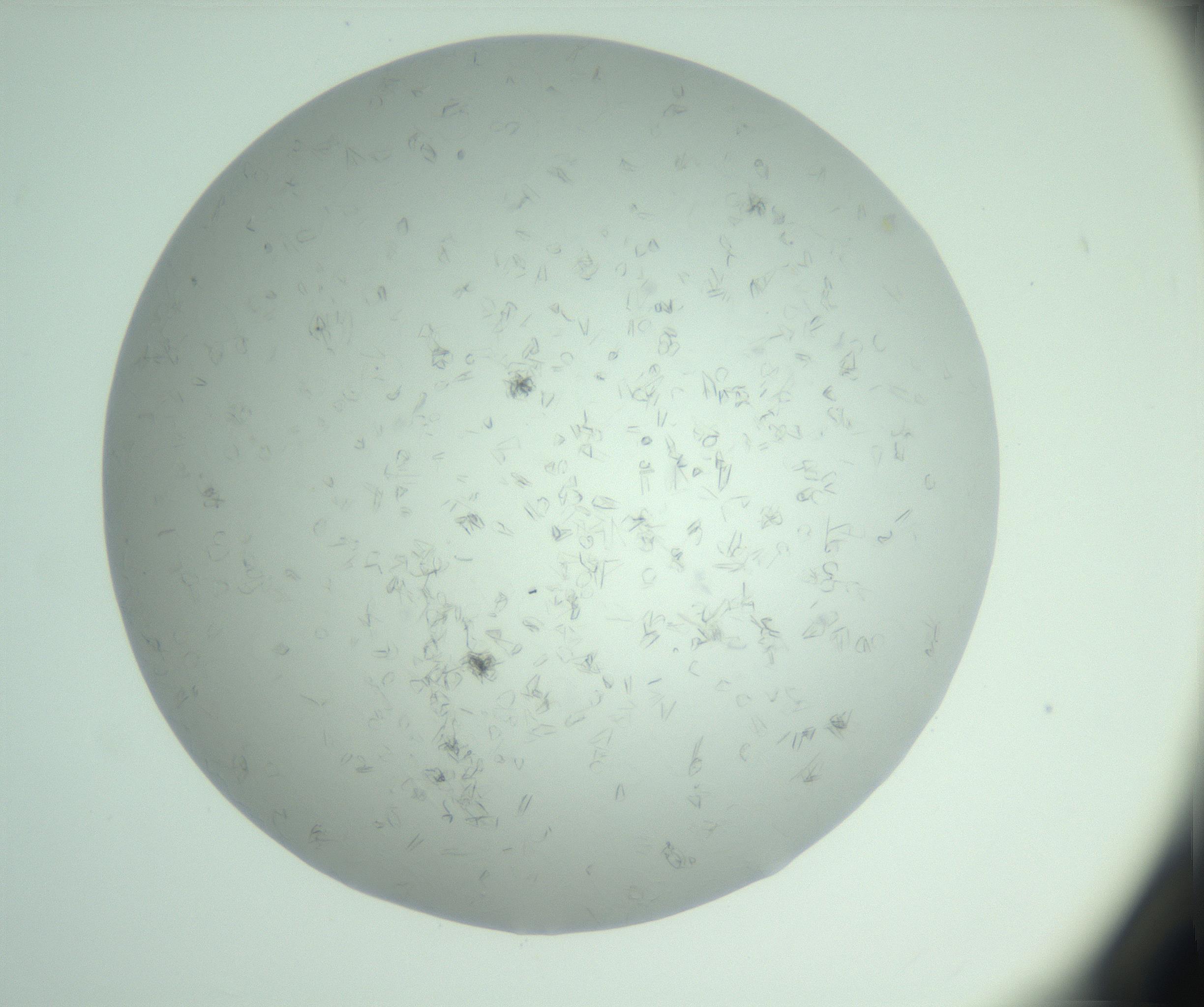 RI01_03_000_0212_Proj1_Clon1_MC_0000MC103031_007_161206_02_05_01_00_99_002_001_RAI.jpg