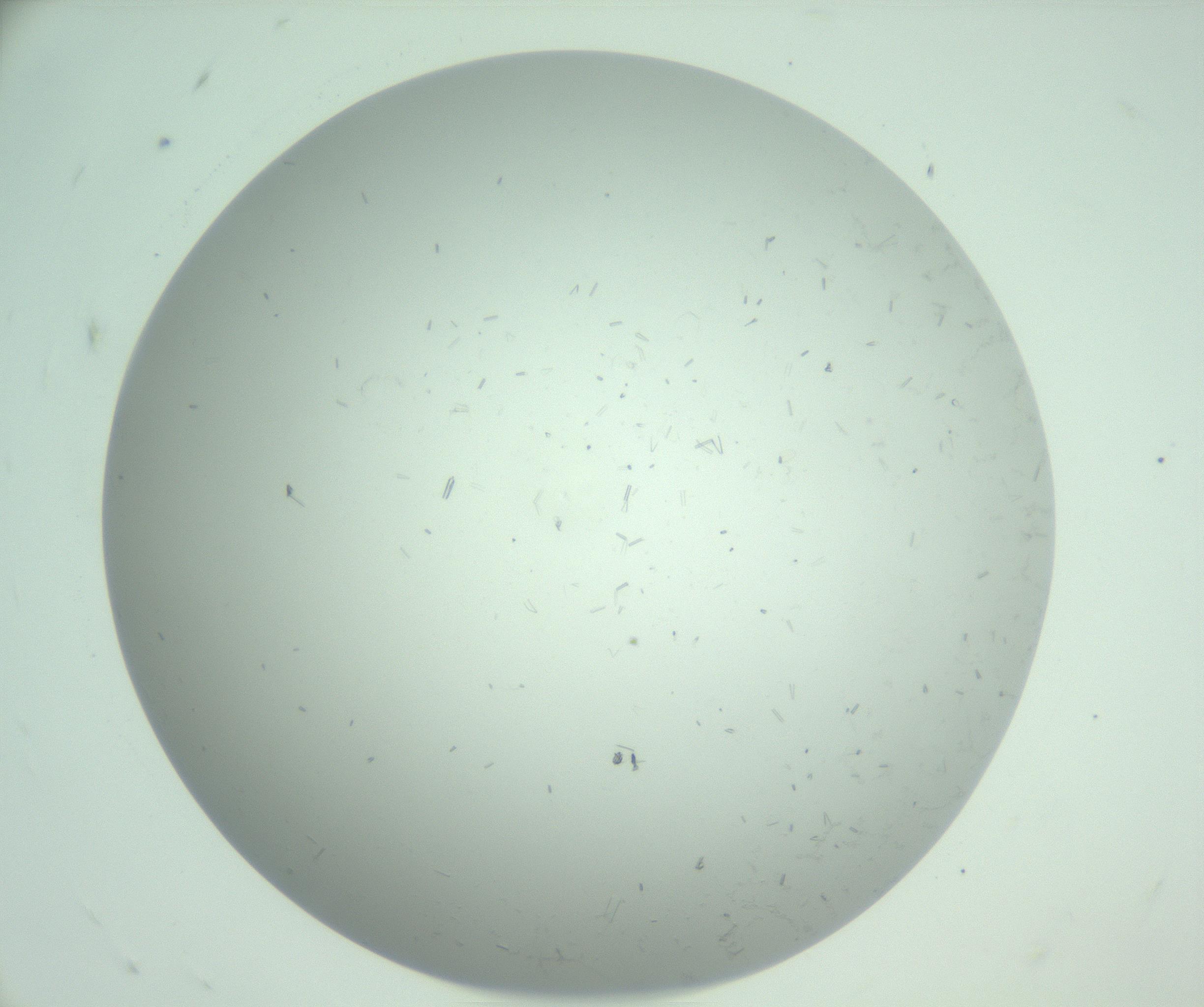 RI01_03_000_0212_Proj1_Clon1_MC_0000MC103031_007_161206_07_08_01_00_99_002_001_RAI.jpg