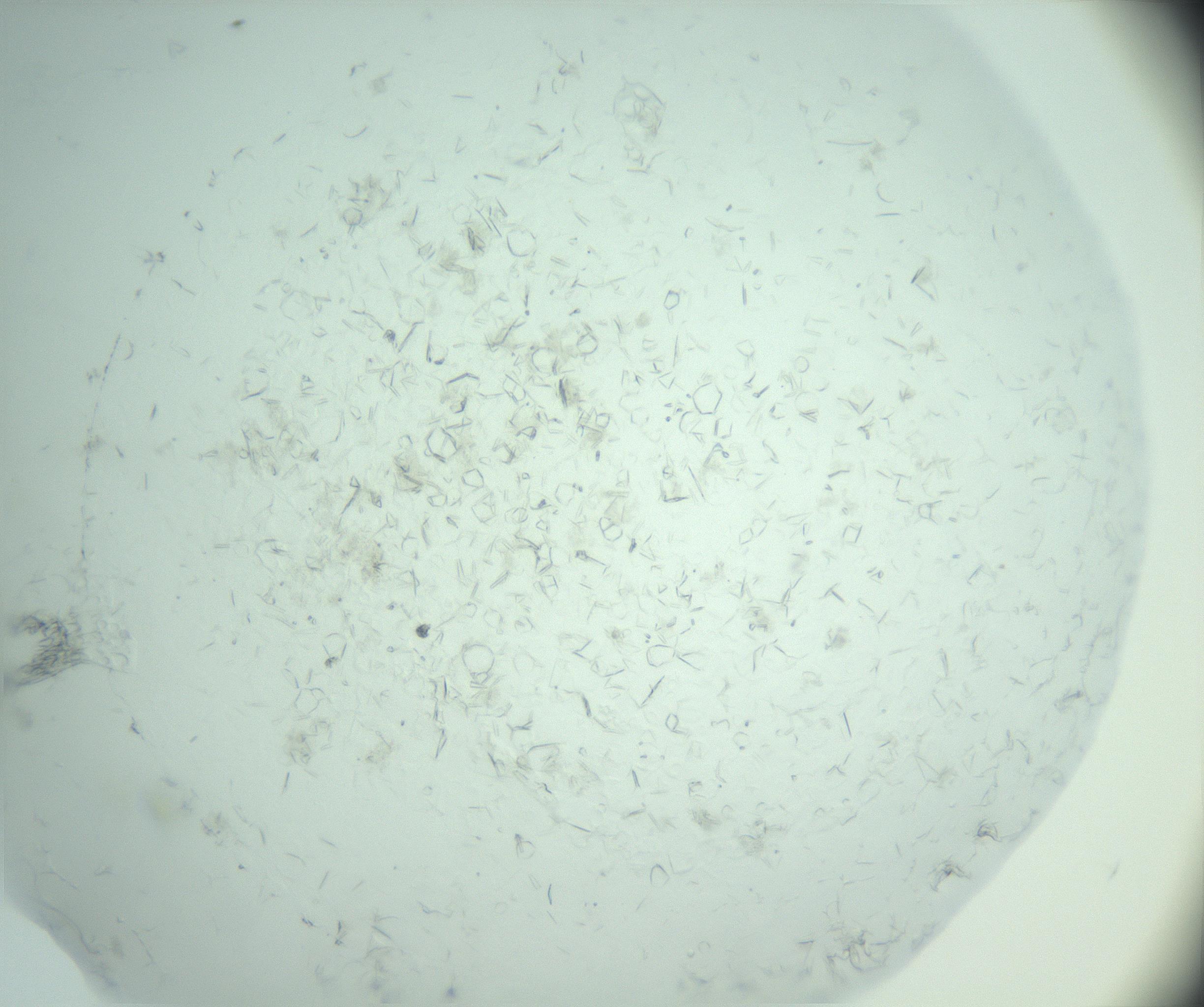 RI01_03_000_0212_Proj1_Clon1_MC_0000MC103033_003_161125_03_07_01_00_99_002_001_RAI.jpg