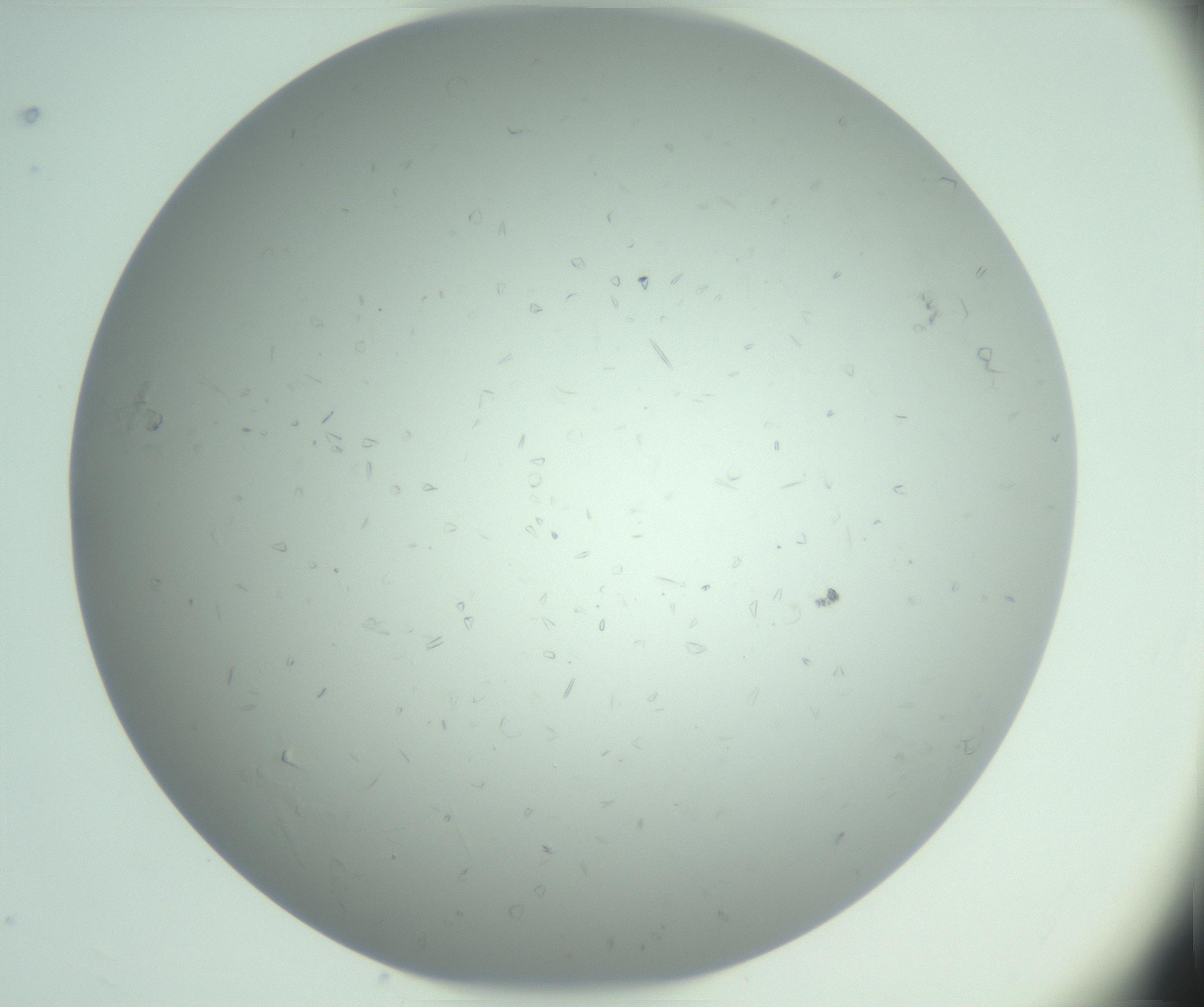 RI01_03_000_0212_Proj1_Clon1_MC_0000MC103033_003_161125_08_05_01_00_99_002_001_RAI.jpg