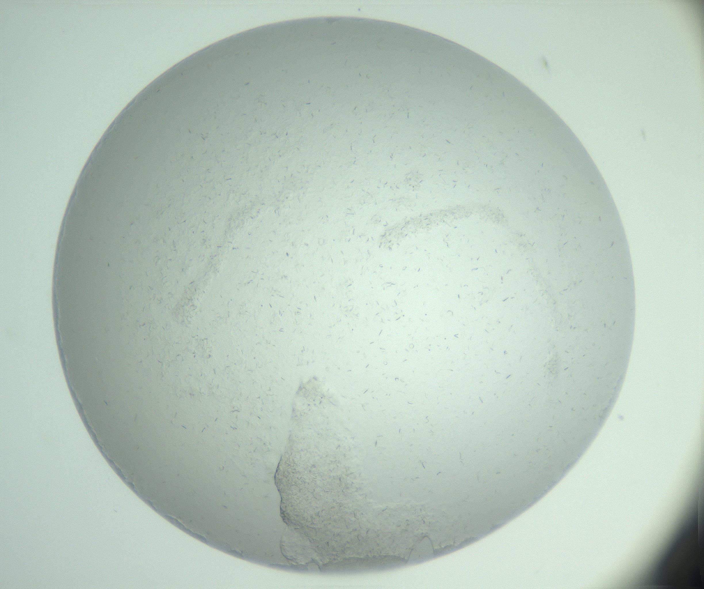 RI01_03_000_0212_Proj1_Clon1_MC_0000MC103033_006_161202_02_05_01_00_99_002_001_RAI.jpg