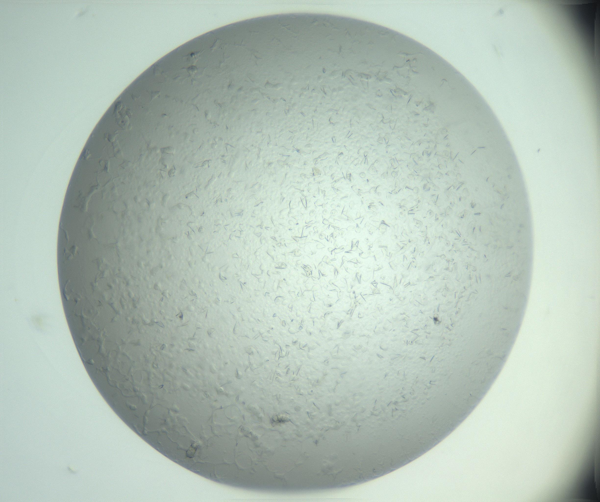 RI01_03_000_0212_Proj1_Clon1_MC_0000MC103033_006_161202_05_06_01_00_99_002_001_RAI.jpg