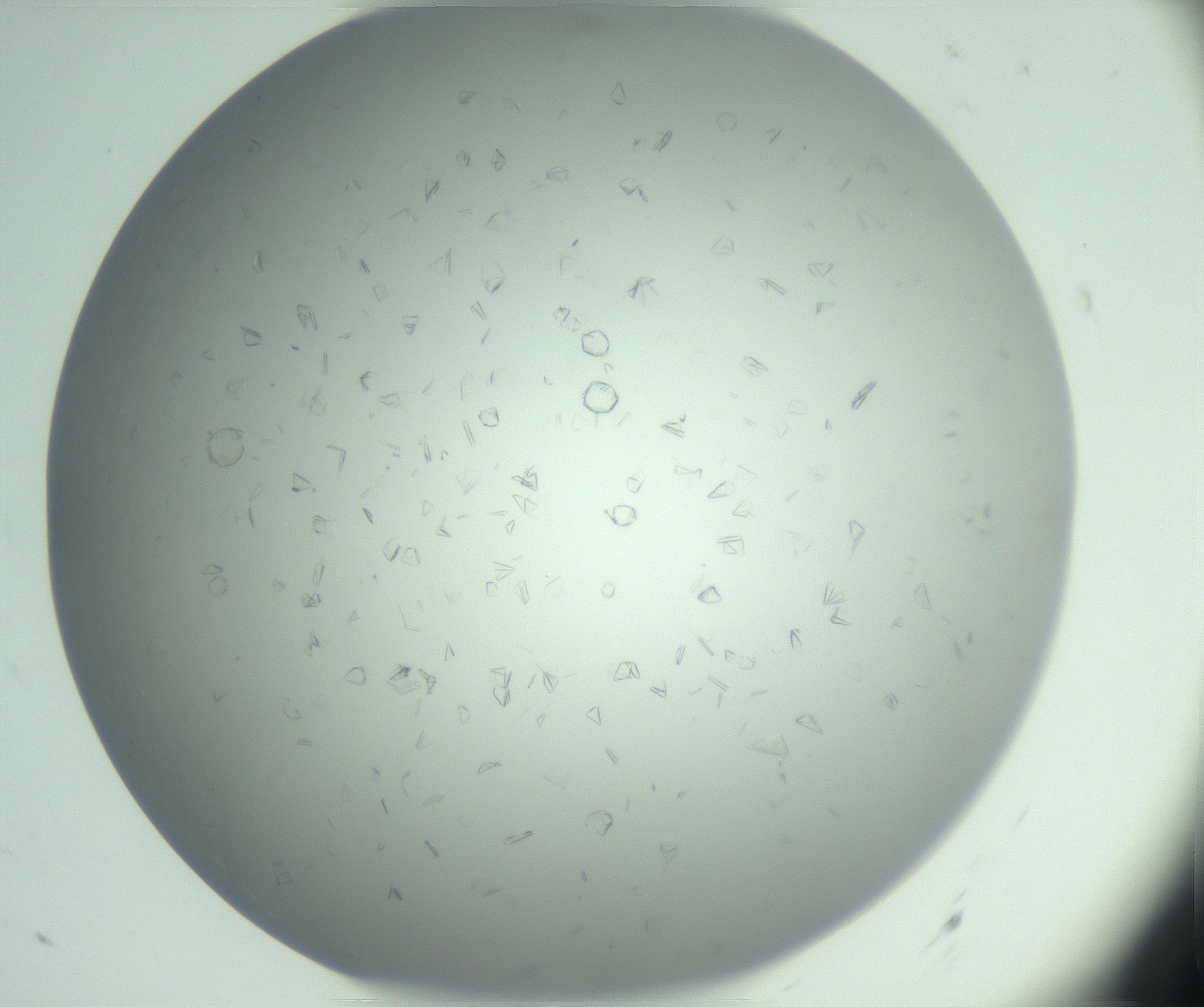 RI01_03_000_0212_Proj1_Clon1_MC_0000MC103033_006_161202_07_05_01_00_99_002_001_RAI.jpg