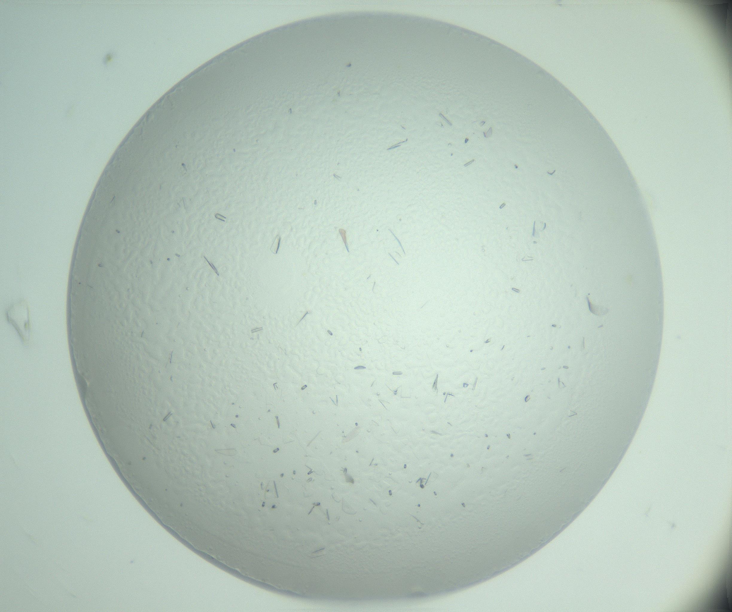 RI01_03_000_0212_Proj1_Clon1_MC_0000MC103033_006_161202_09_07_01_00_99_002_001_RAI.jpg