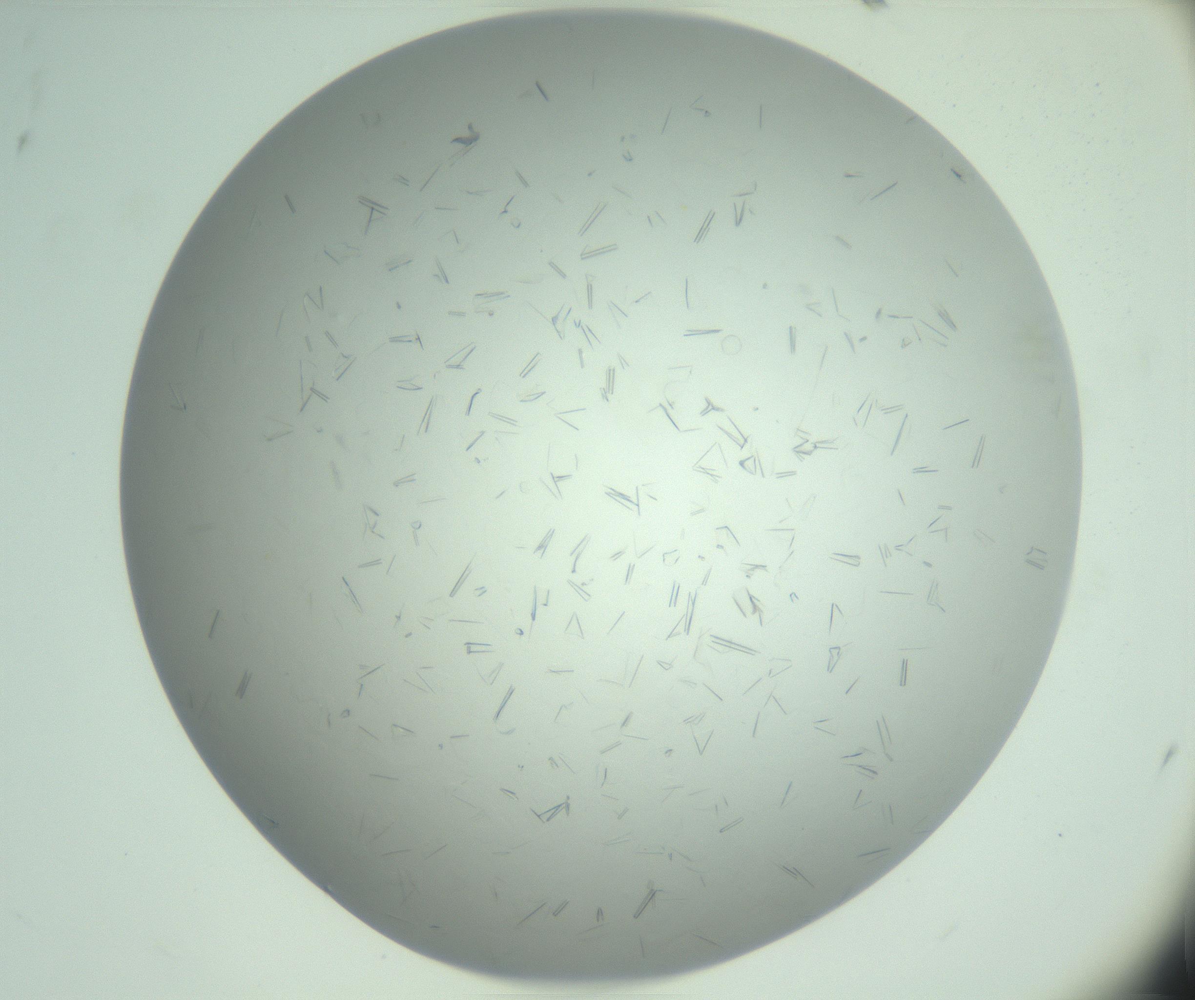 RI01_03_000_0212_Proj1_Clon1_MC_0000MC103033_006_161202_11_05_01_00_99_002_001_RAI.jpg