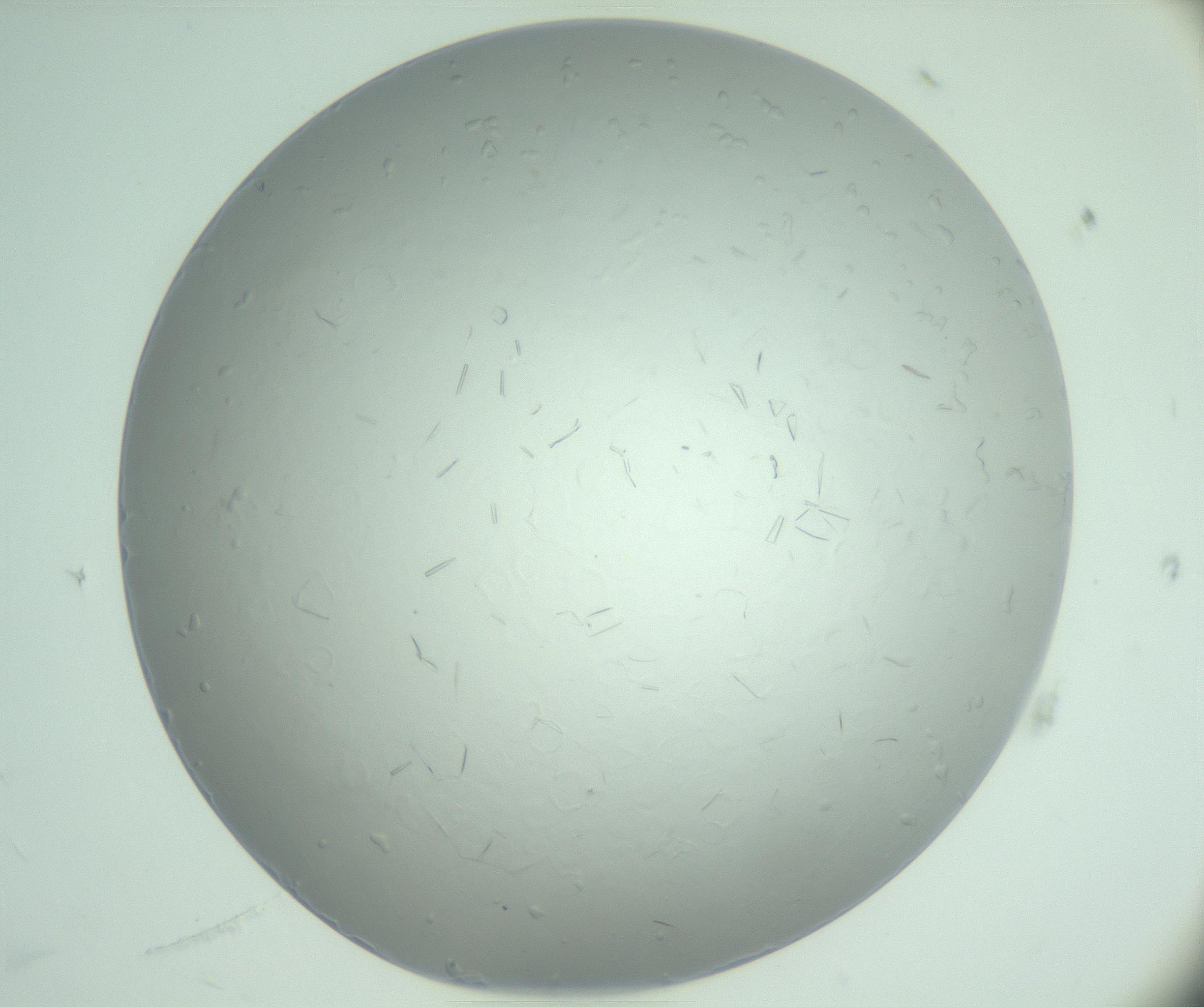 RI01_03_000_0212_Proj1_Clon1_MC_0000MC103033_006_161202_11_06_01_00_99_002_001_RAI.jpg