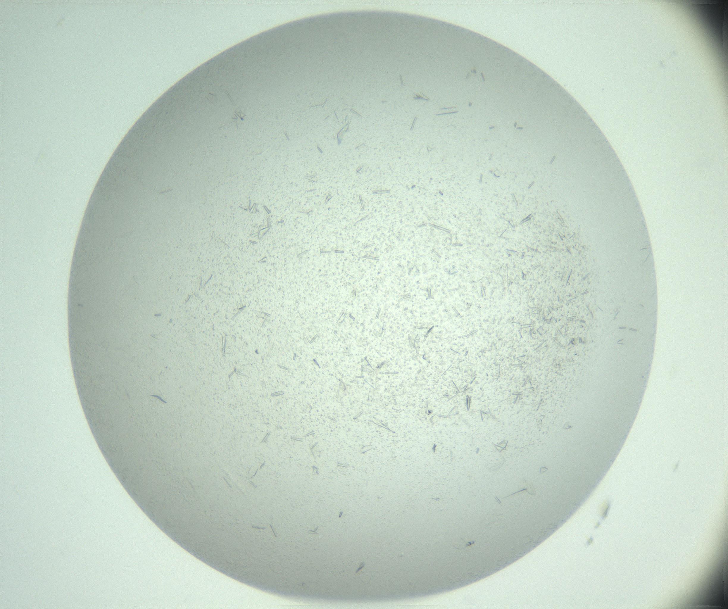 RI01_03_000_0212_Proj1_Clon1_MC_0000MC103033_006_161202_12_06_01_00_99_002_001_RAI.jpg