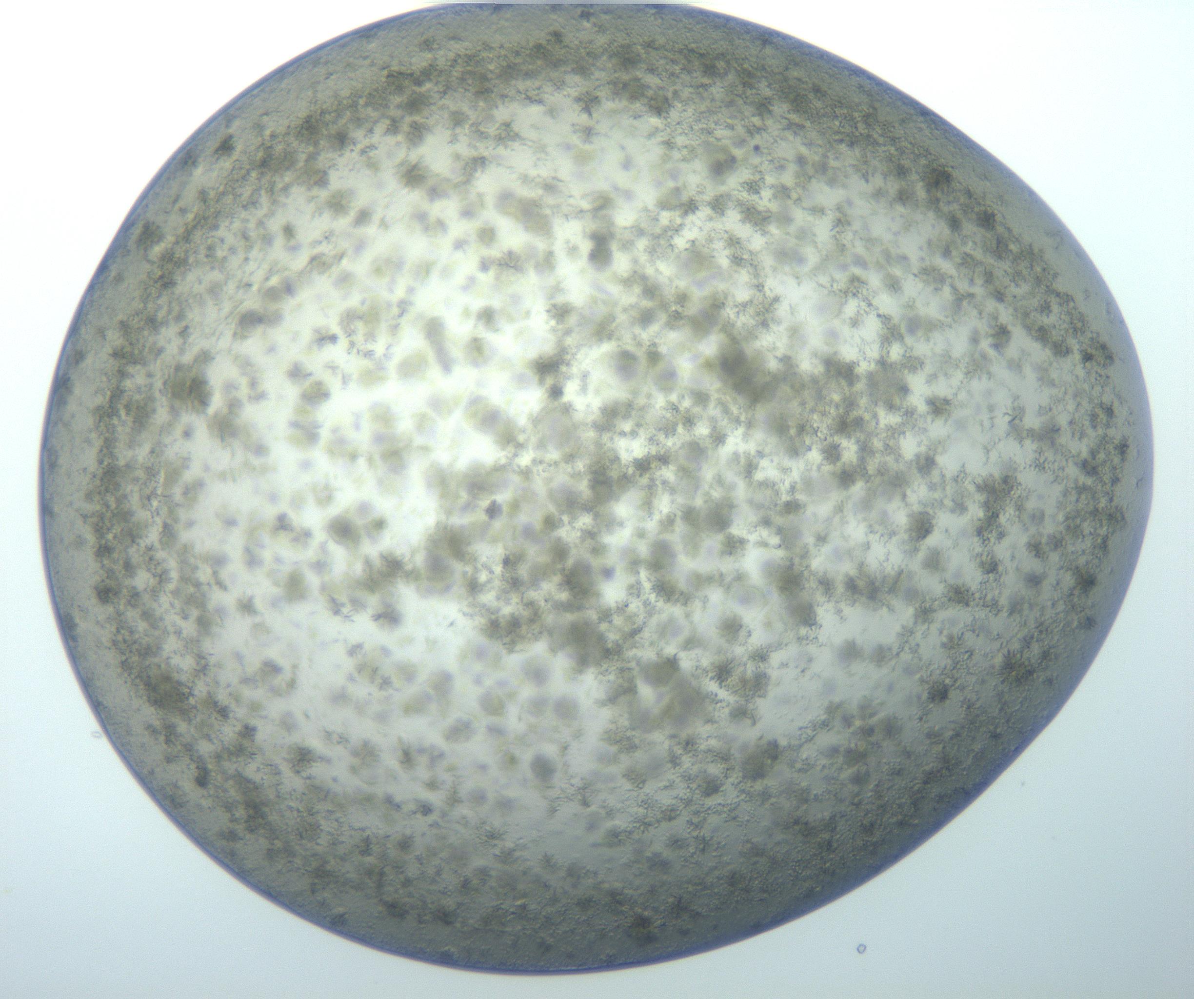 RI01_03_000_0212_Proj1_Clon1_MC_0000MC103038_002_161124_03_07_01_00_99_002_001_RAI.jpg