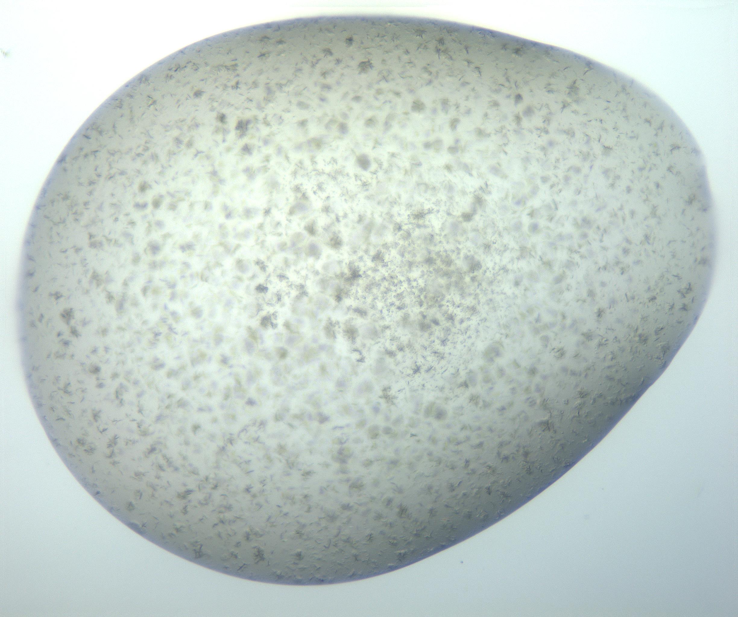 RI01_03_000_0212_Proj1_Clon1_MC_0000MC103038_002_161124_03_07_02_00_99_002_001_RAI.jpg