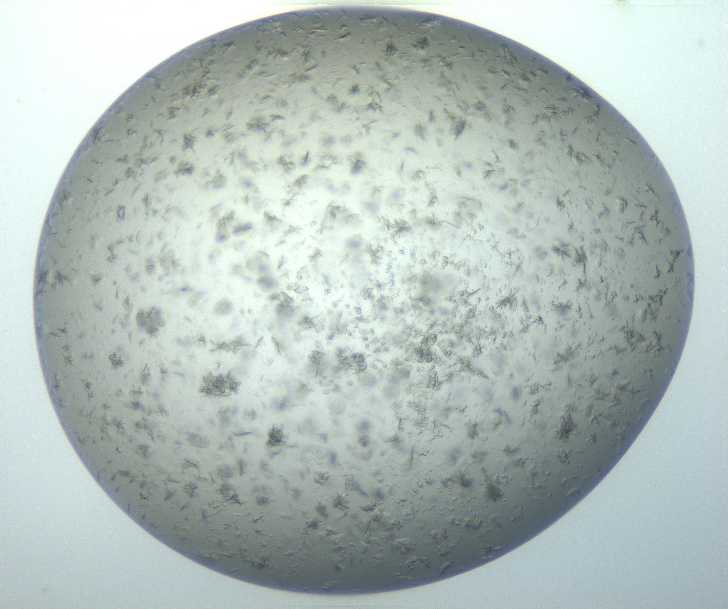RI01_03_000_0212_Proj1_Clon1_MC_0000MC103038_003_161126_05_07_01_00_99_002_001_RAI.jpg