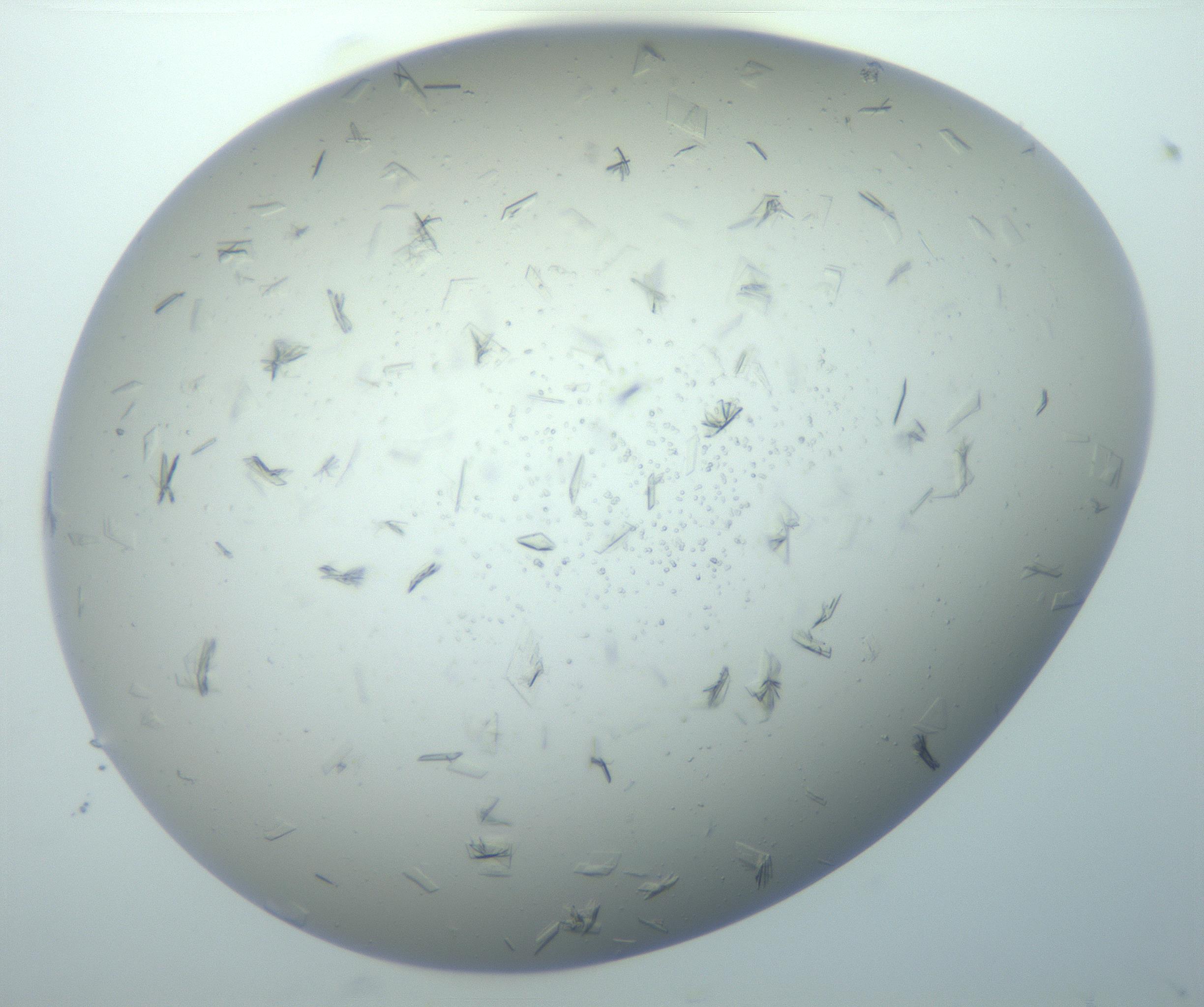 RI01_03_000_0212_Proj1_Clon1_MC_0000MC103038_003_161126_05_07_02_00_99_002_001_RAI.jpg