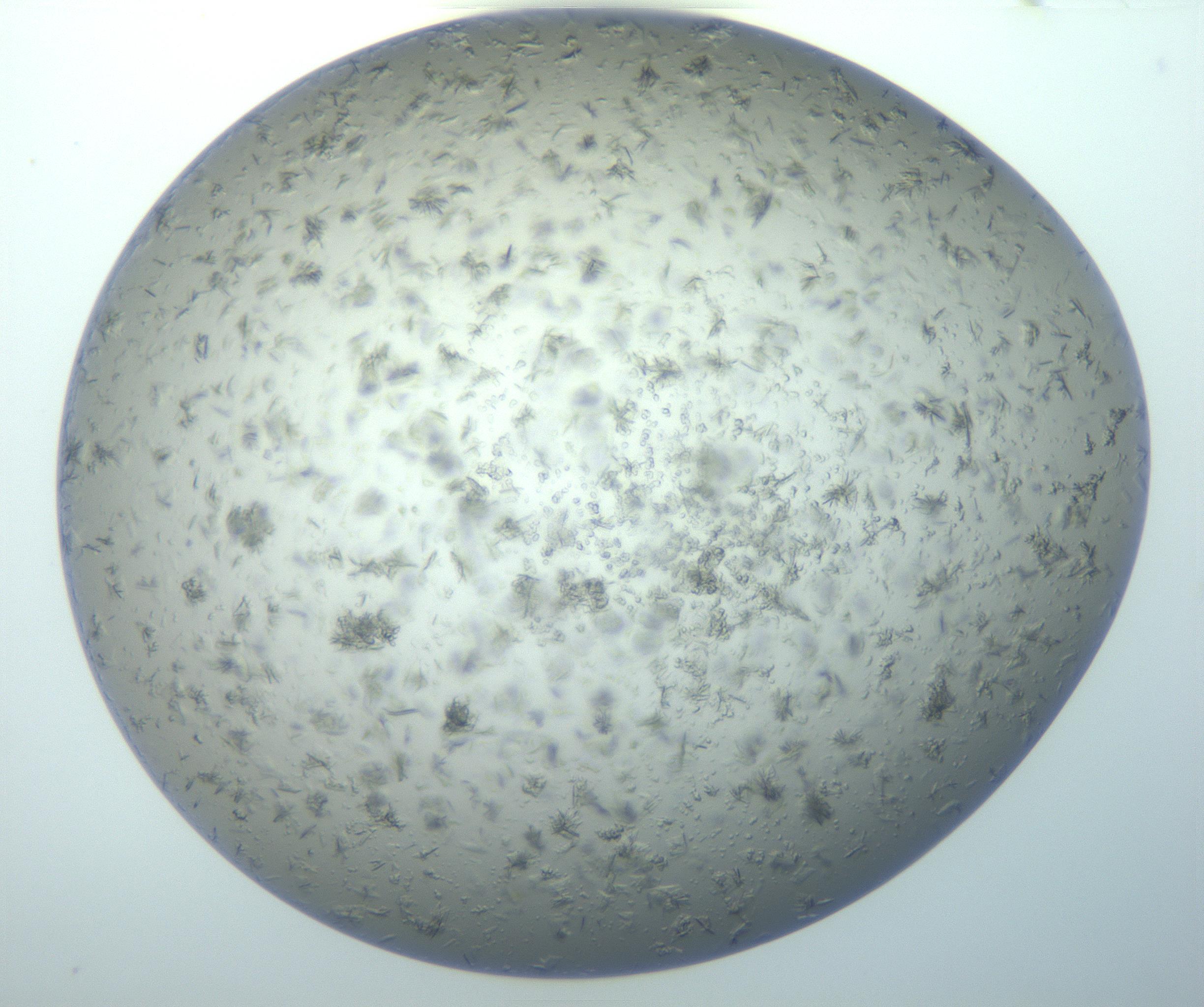 RI01_03_000_0212_Proj1_Clon1_MC_0000MC103038_004_161127_05_07_01_00_99_002_001_RAI.jpg