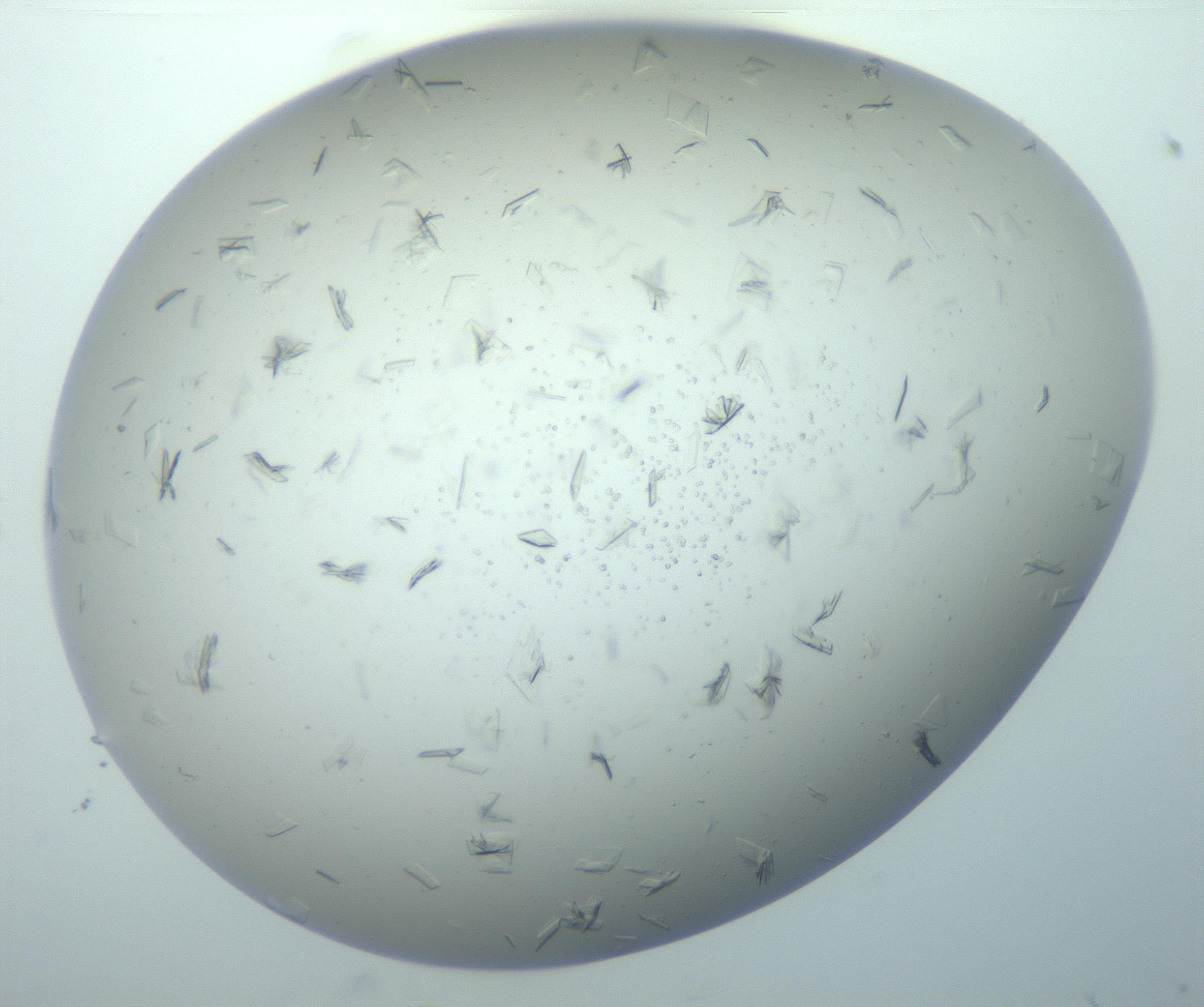 RI01_03_000_0212_Proj1_Clon1_MC_0000MC103038_004_161127_05_07_02_00_99_002_001_RAI.jpg