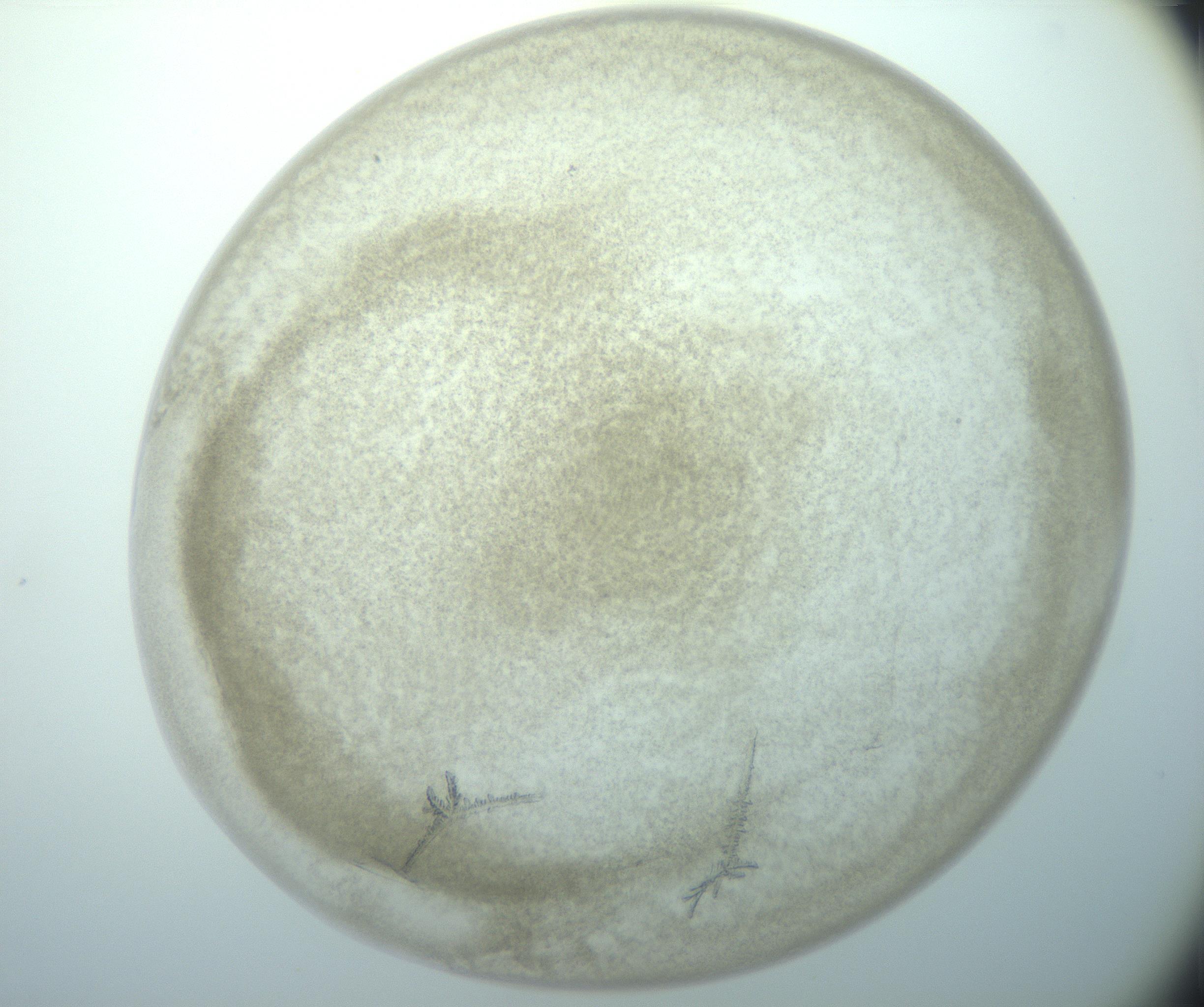 RI01_03_000_0212_Proj1_Clon1_MC_0000MC103040_002_161124_02_06_02_00_99_002_001_RAI.jpg