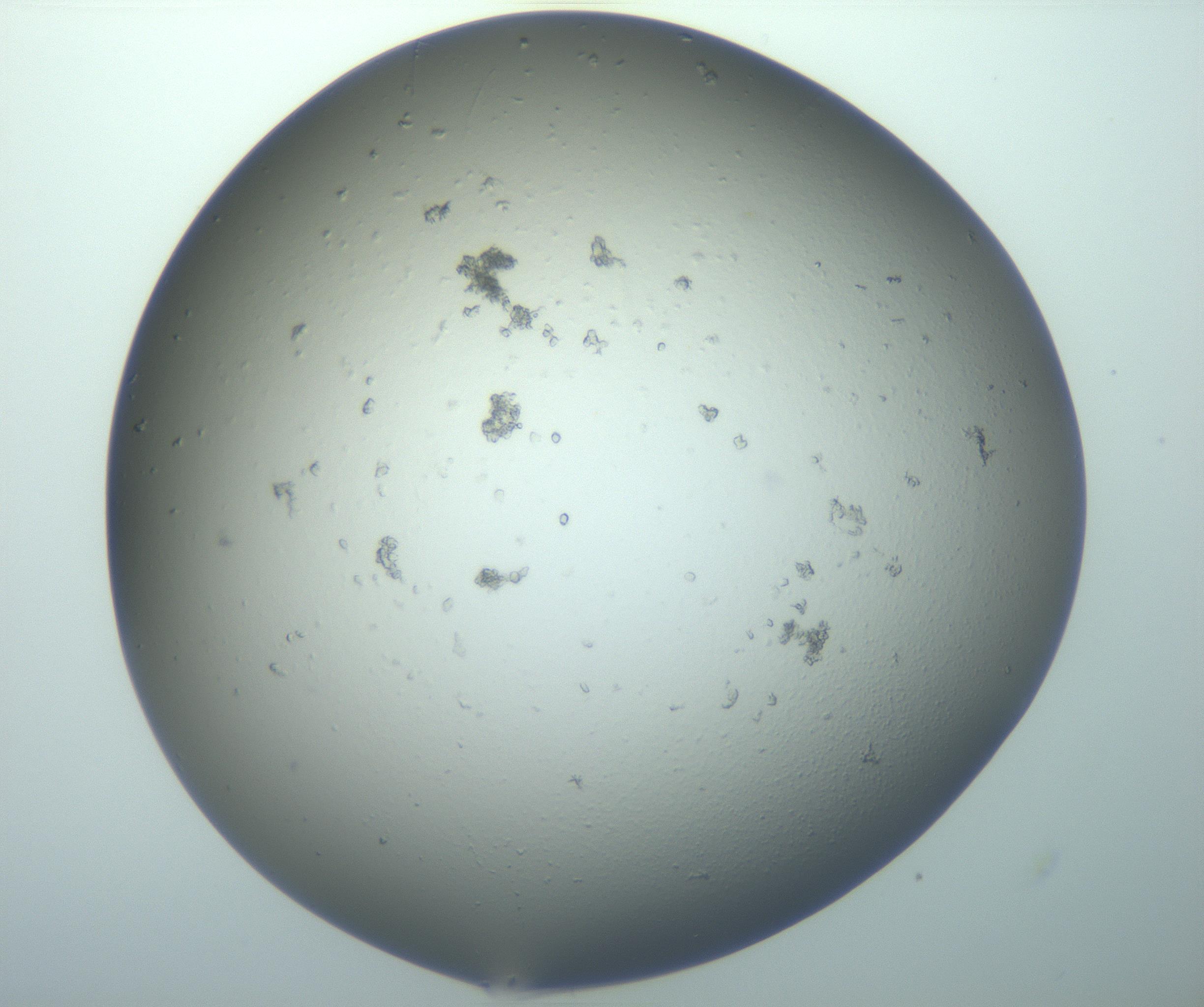 RI01_03_000_0212_Proj1_Clon1_MC_0000MC103042_004_161128_02_06_01_00_99_002_001_RAI.jpg