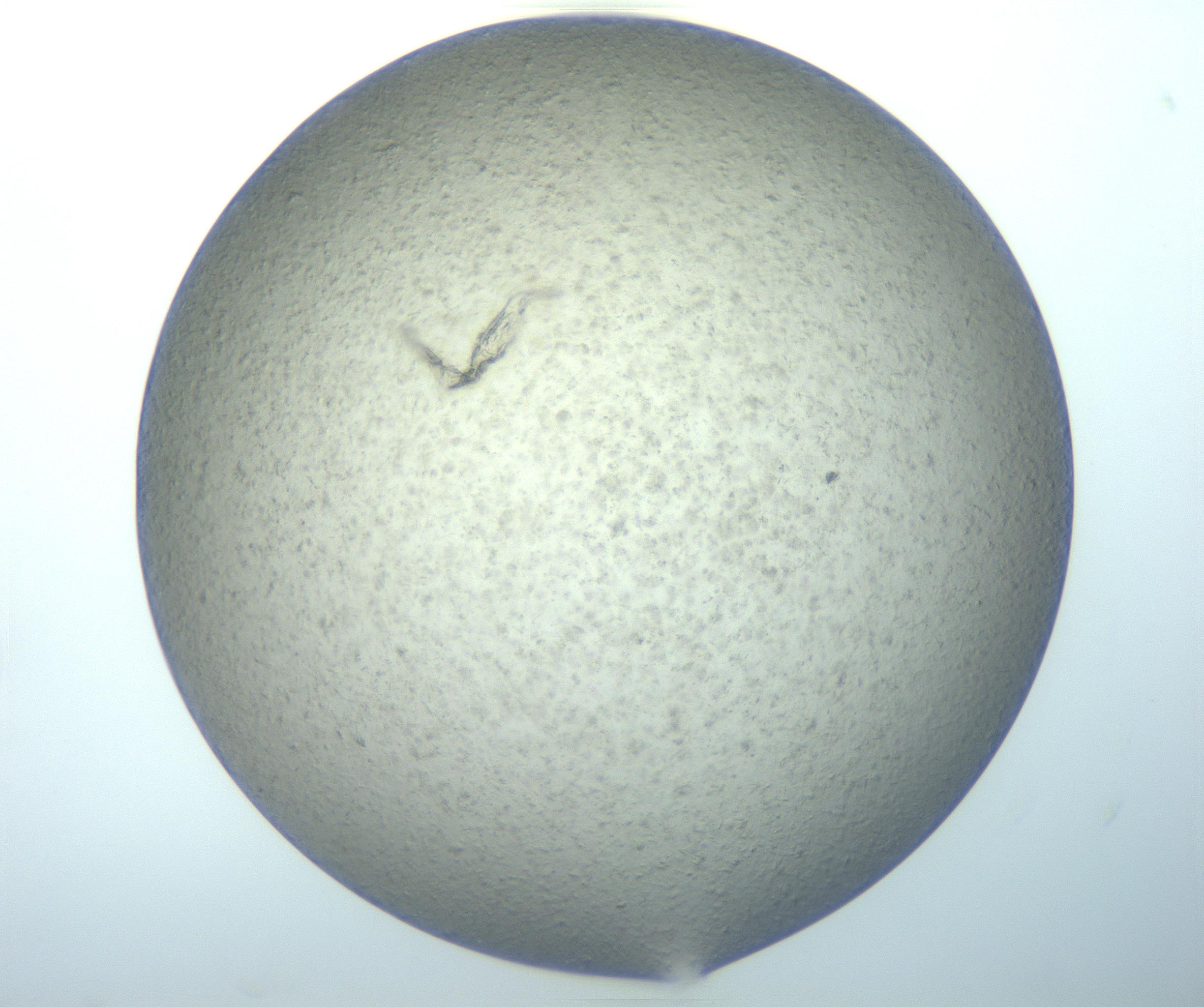 RI01_03_000_0212_Proj1_Clon1_MC_0000MC103044_004_161127_04_01_02_00_99_002_001_RAI.jpg