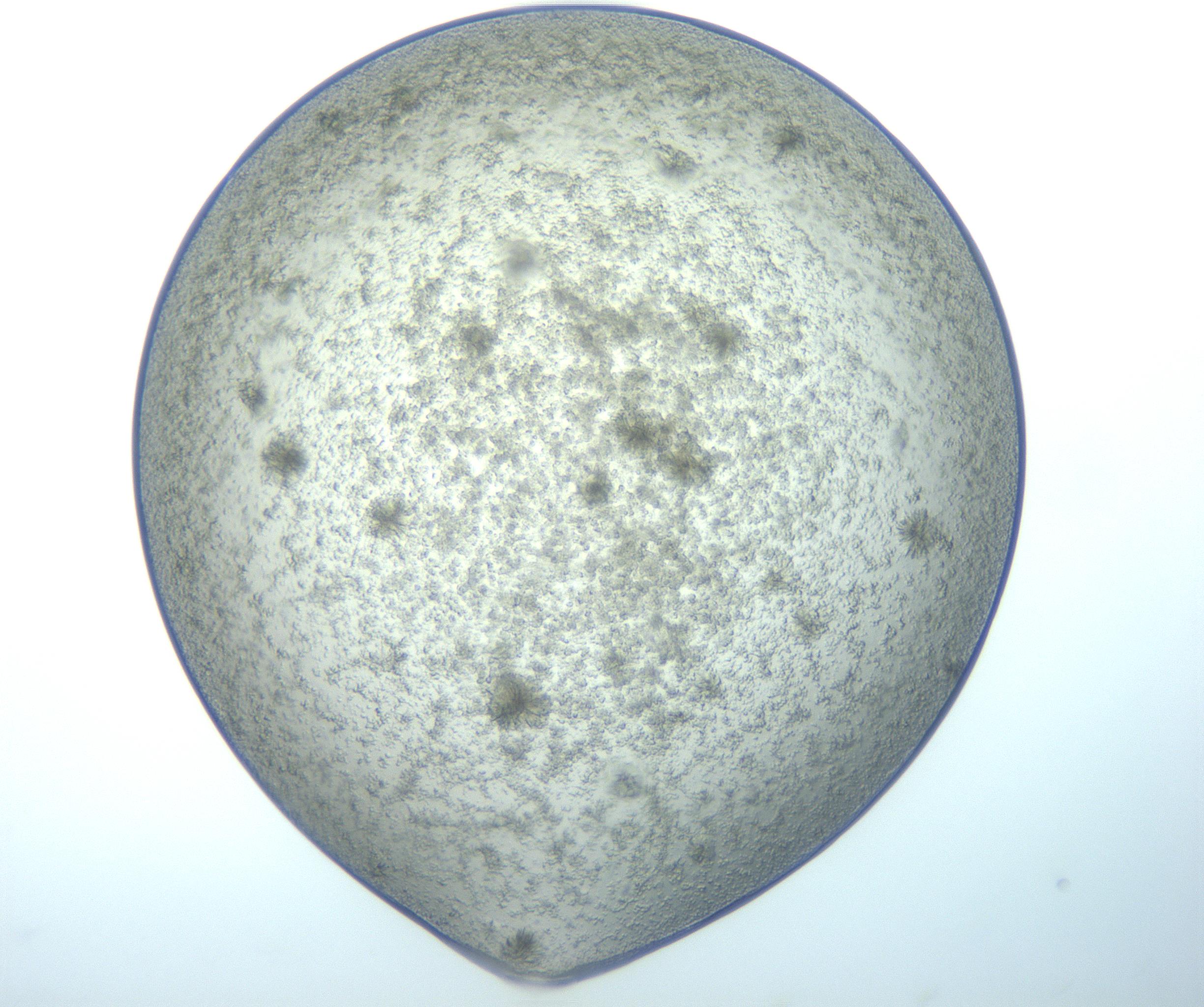 RI01_03_000_0212_Proj1_Clon1_MC_0000MC103044_004_161127_09_01_01_00_99_002_001_RAI.jpg