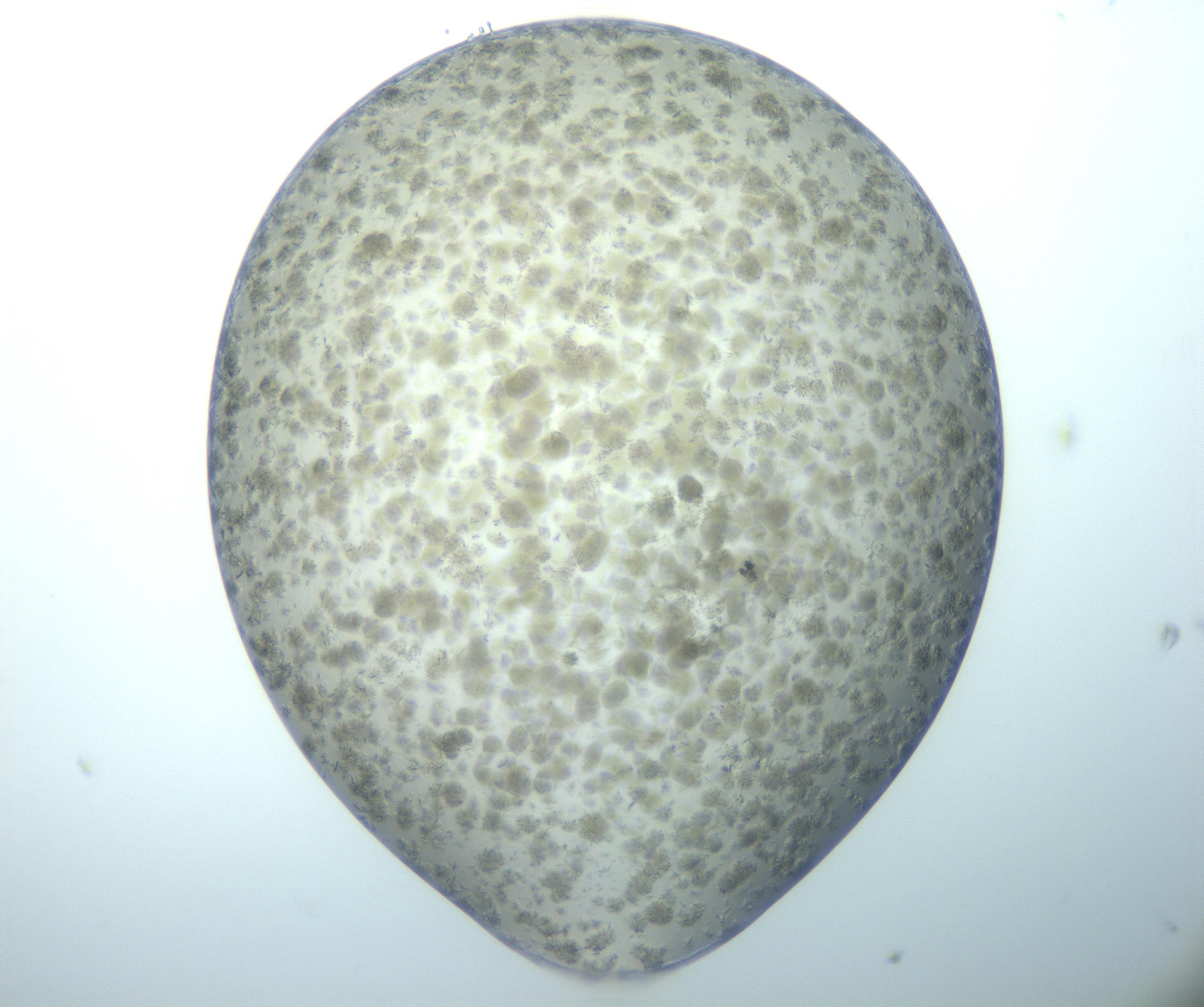 RI01_03_000_0212_Proj1_Clon1_MC_0000MC103044_004_161127_09_02_01_00_99_002_001_RAI.jpg