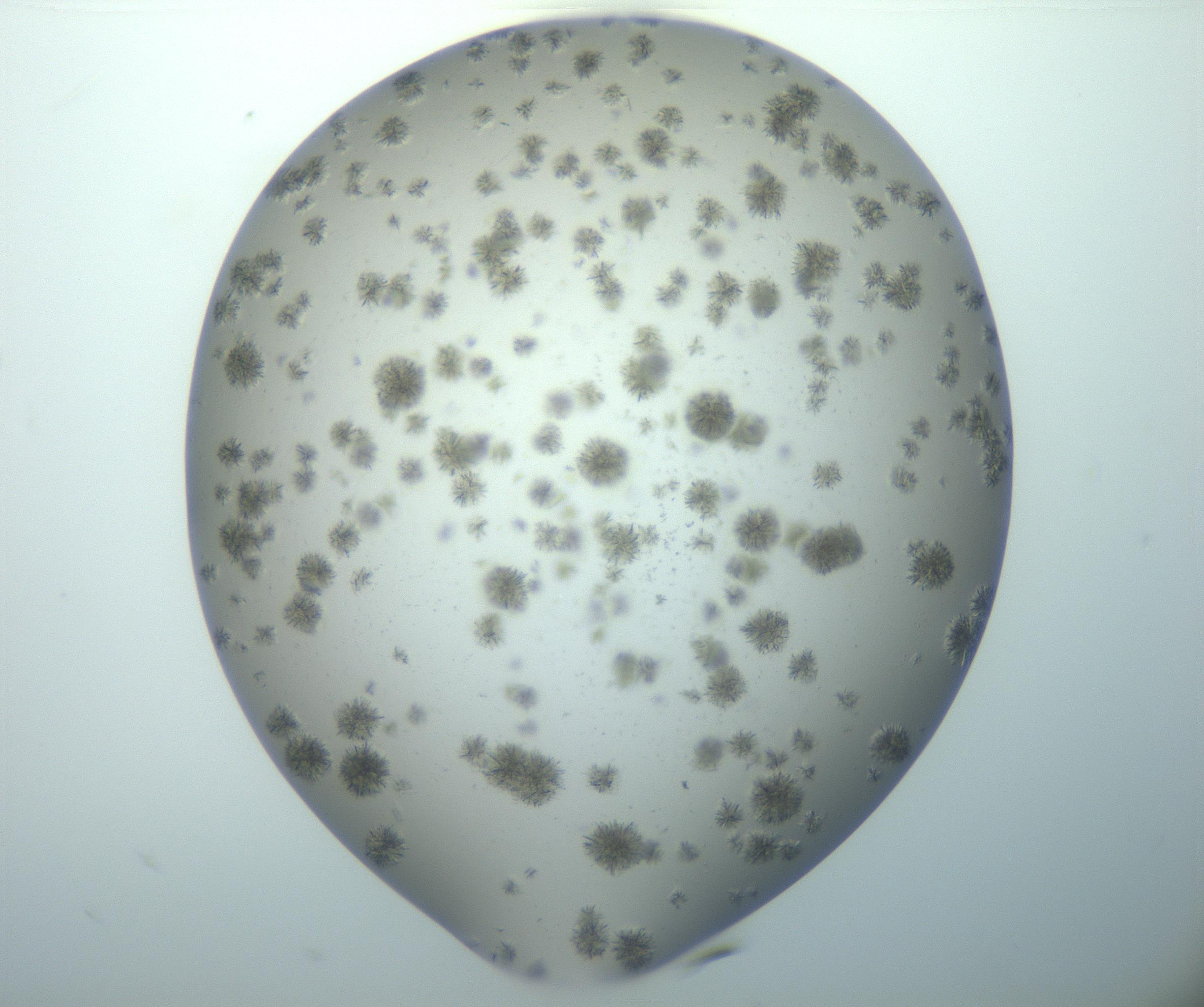RI01_03_000_0212_Proj1_Clon1_MC_0000MC103044_004_161127_09_02_02_00_99_002_001_RAI.jpg