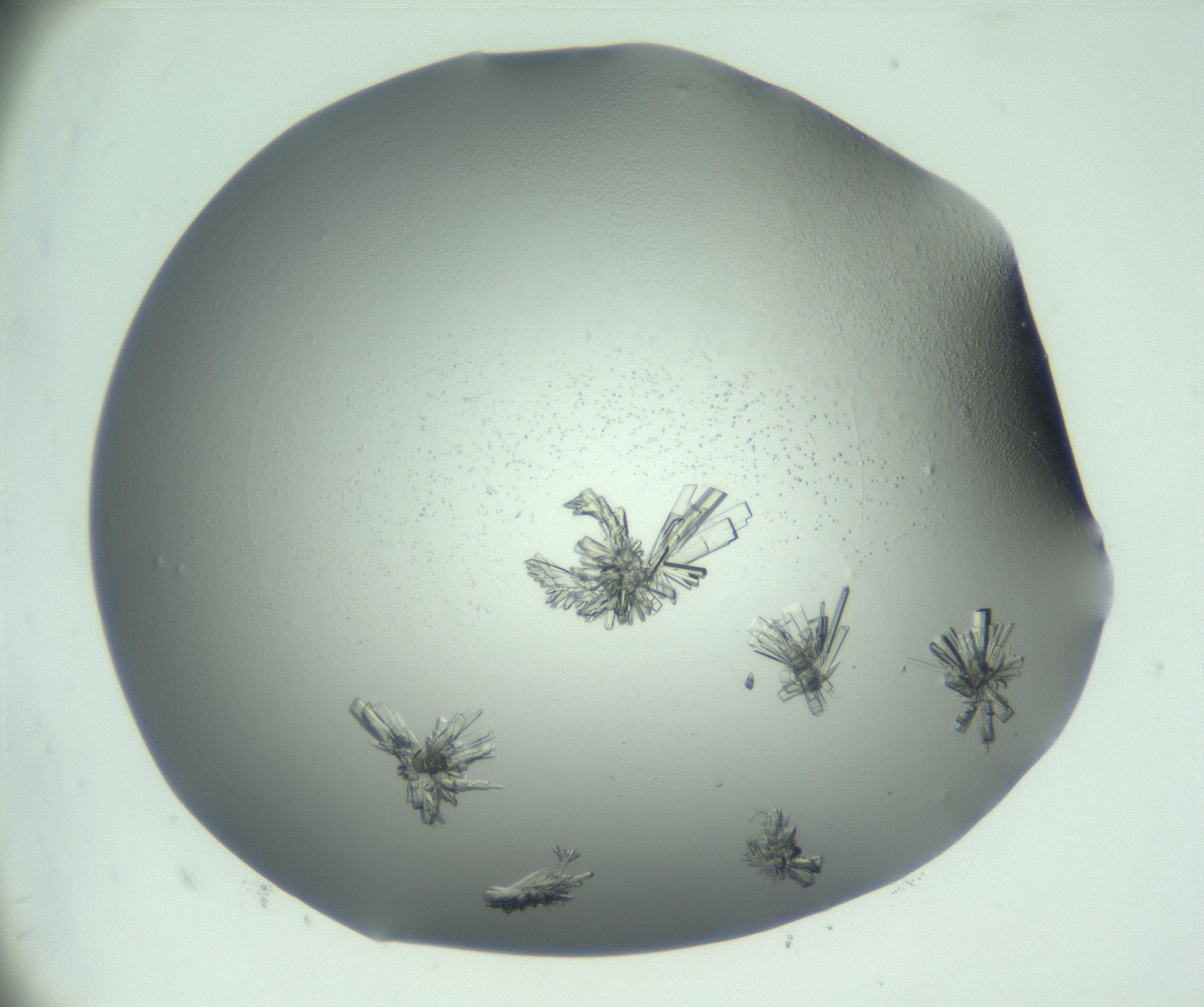 RI01_03_000_0212_Proj1_Clon1_MC_0000MC103046_002_161125_01_07_01_00_99_002_001_RAI.jpg