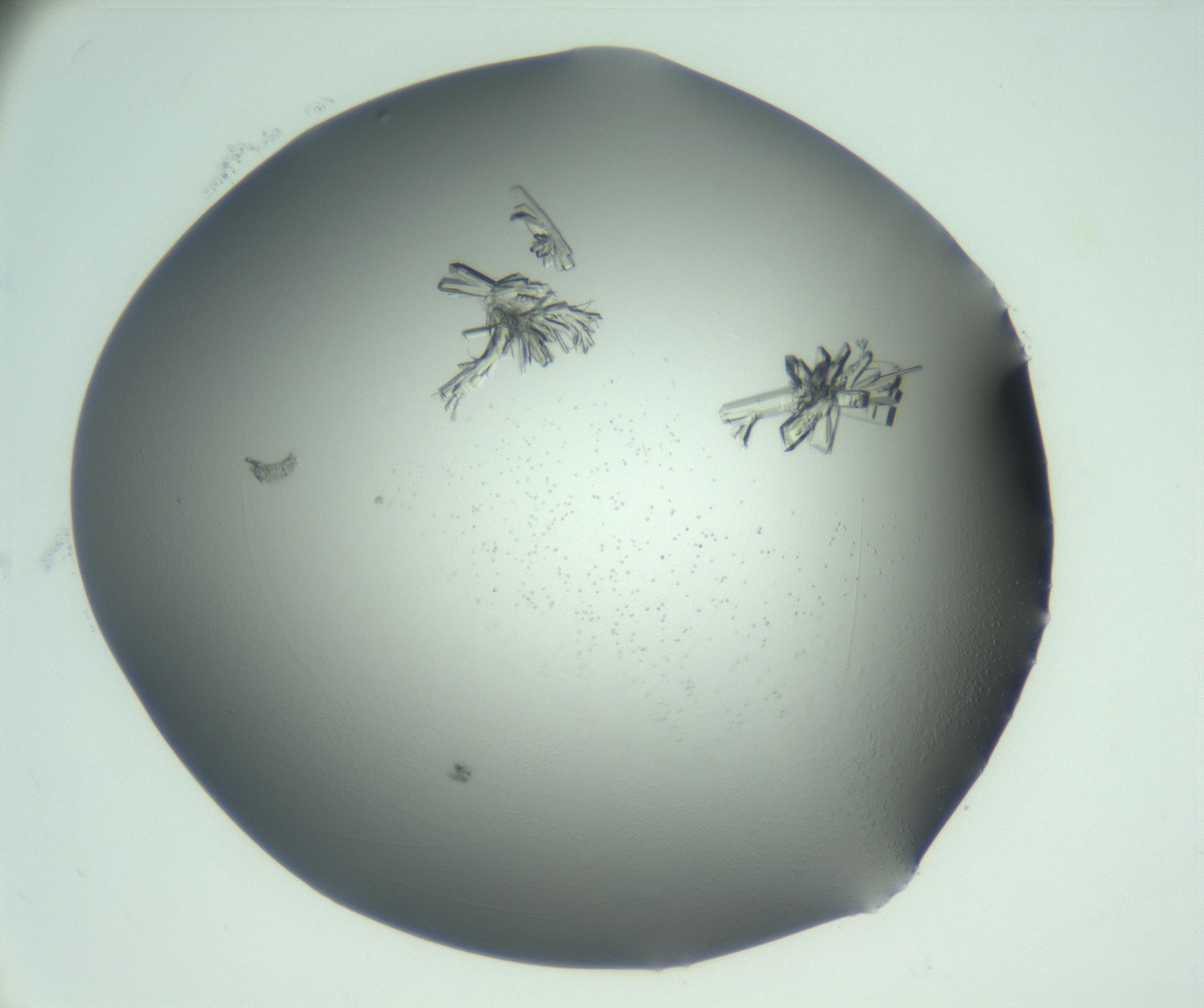 RI01_03_000_0212_Proj1_Clon1_MC_0000MC103046_002_161125_01_07_02_00_99_002_001_RAI.jpg