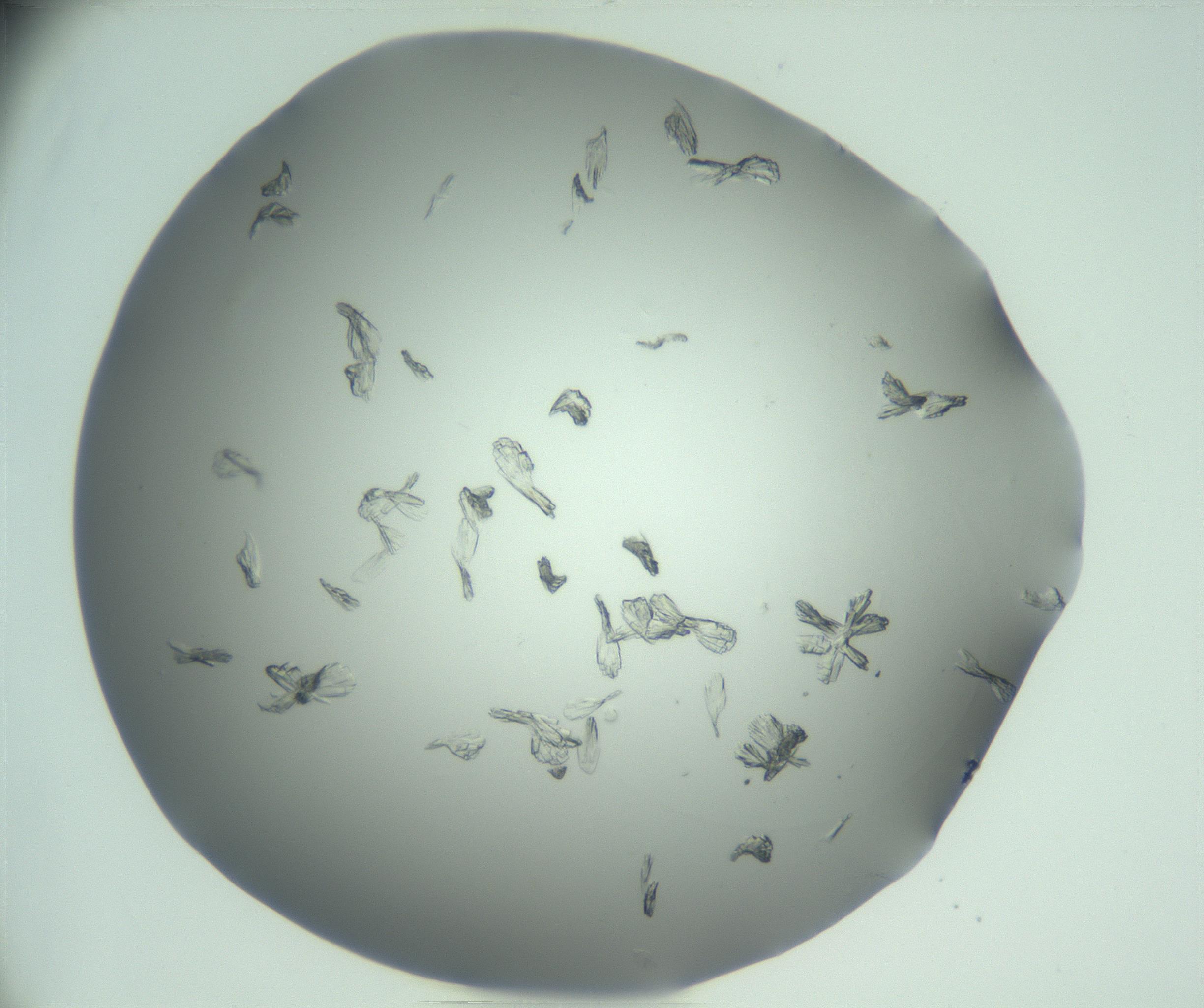 RI01_03_000_0212_Proj1_Clon1_MC_0000MC103046_002_161125_01_08_01_00_99_002_001_RAI.jpg