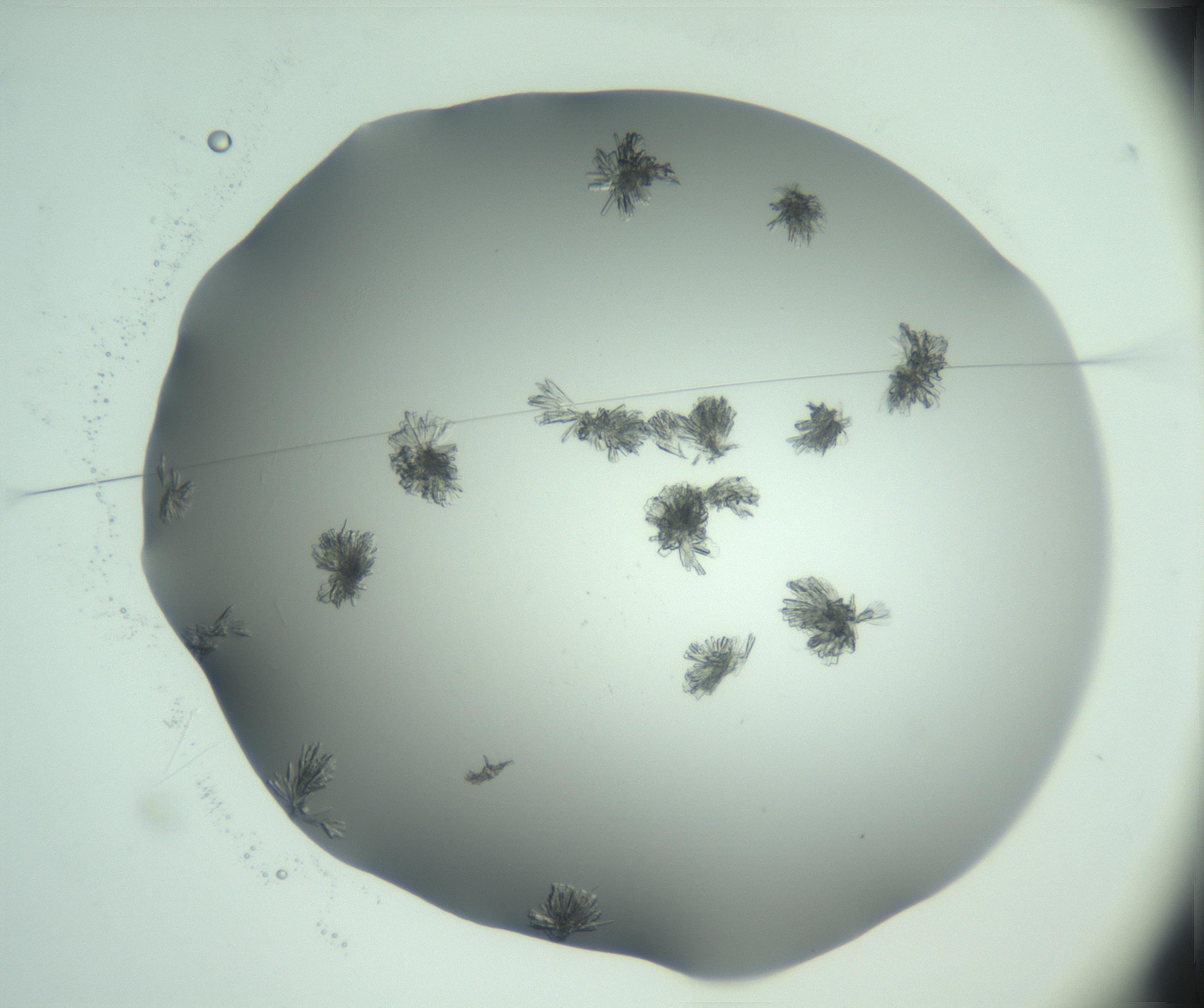 RI01_03_000_0212_Proj1_Clon1_MC_0000MC103046_002_161125_02_01_01_00_99_002_001_RAI.jpg