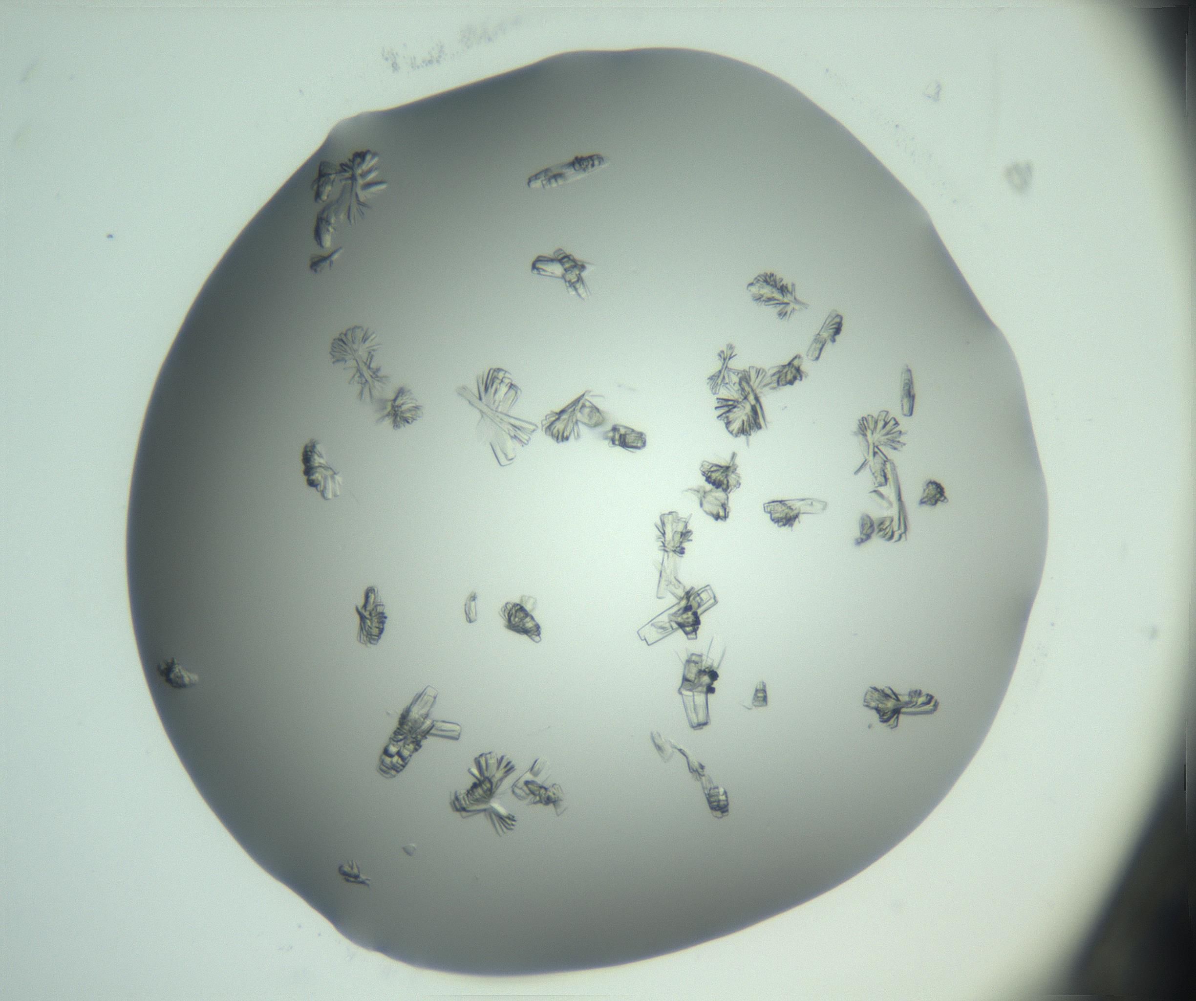 RI01_03_000_0212_Proj1_Clon1_MC_0000MC103046_002_161125_02_02_01_00_99_002_001_RAI.jpg