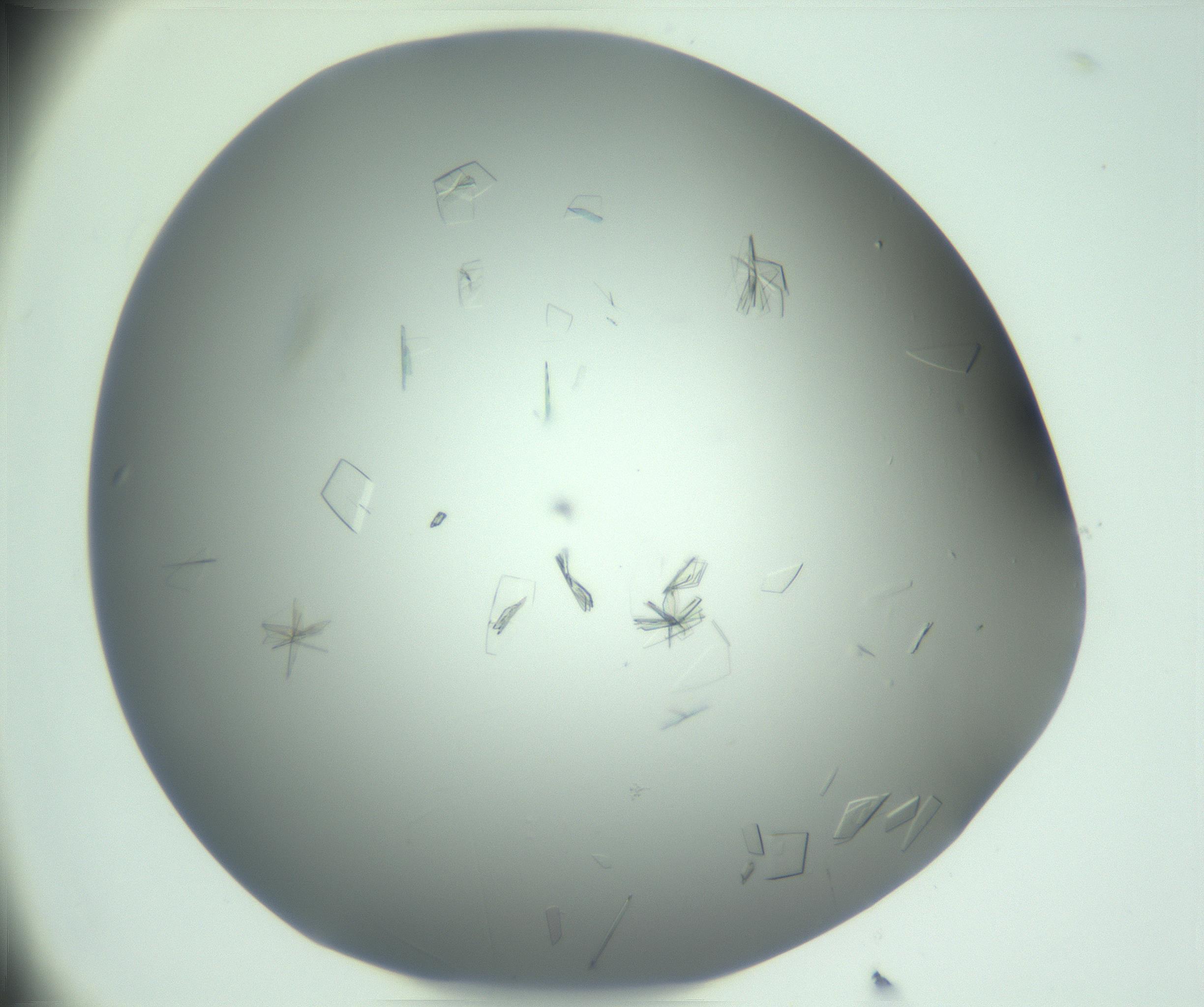 RI01_03_000_0212_Proj1_Clon1_MC_0000MC103046_002_161125_02_04_01_00_99_002_001_RAI.jpg